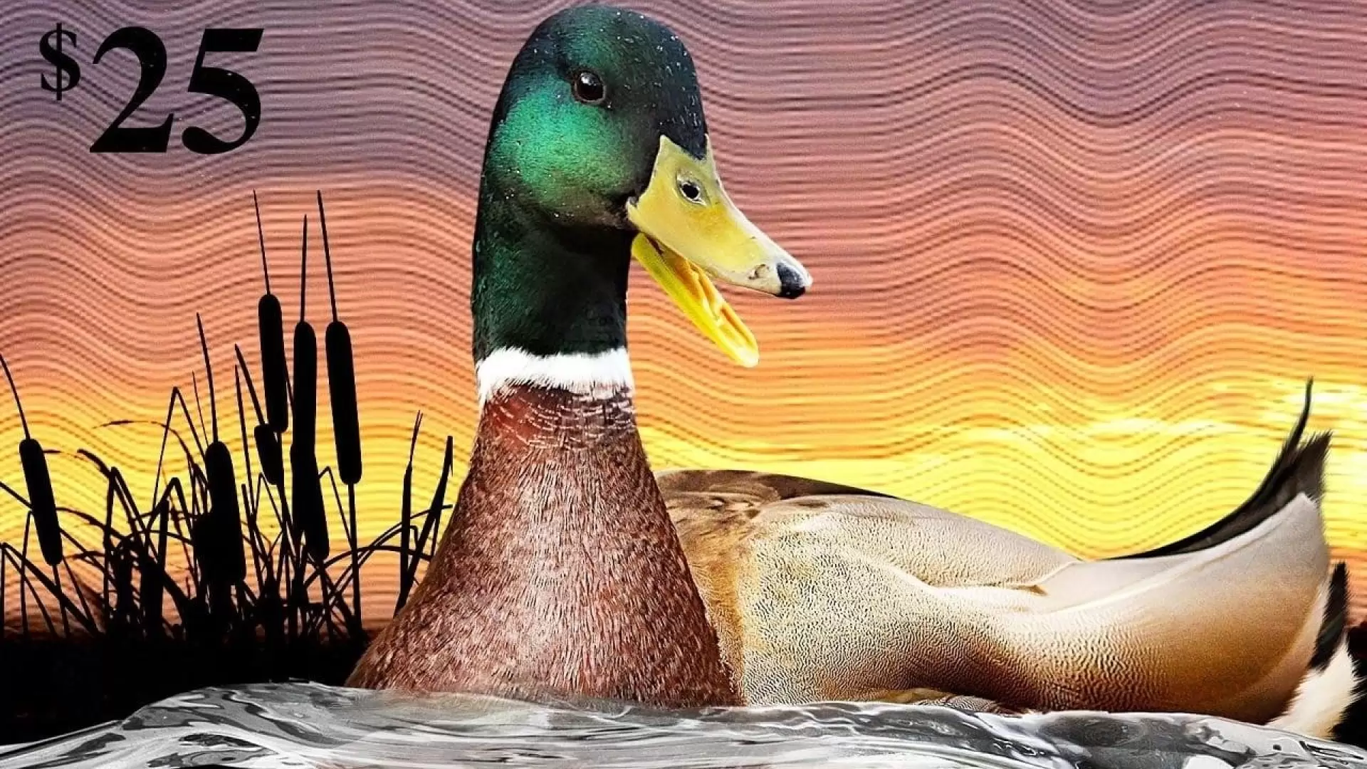 دانلود مستند The Million Dollar Duck 2016 (اردک میلیون دلاری)