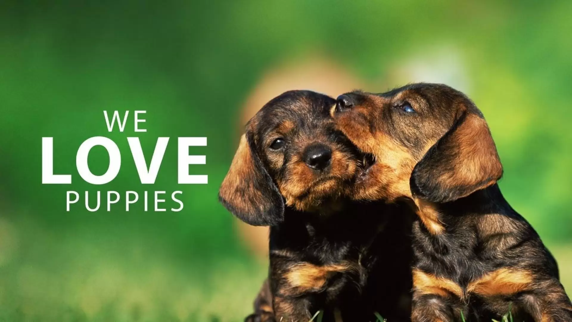 دانلود فیلم We Love Puppies 2017 (ما توله سگها را دوست داریم)