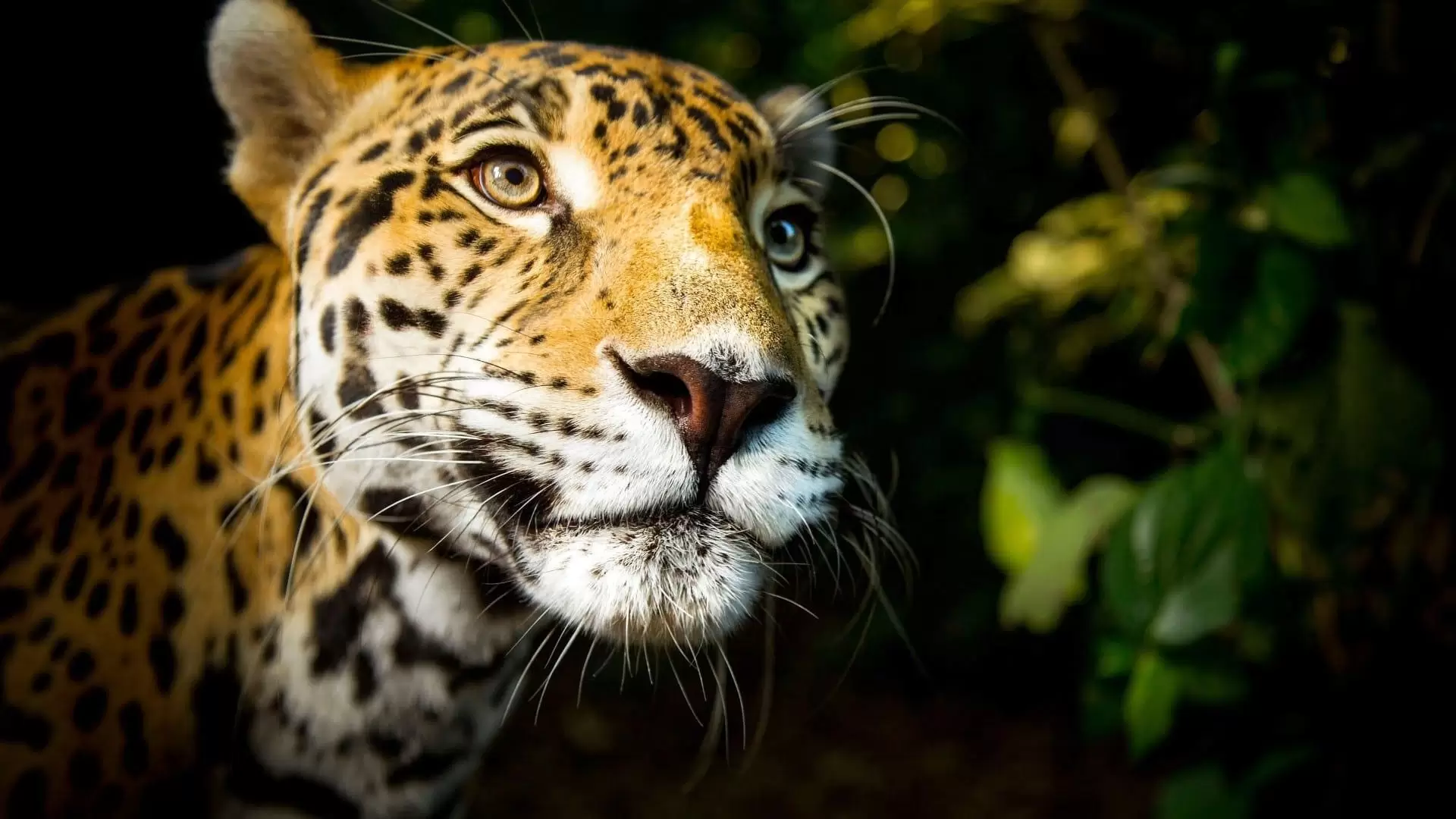 دانلود مستند Big Cats 2018 (گربه های بزرگ)