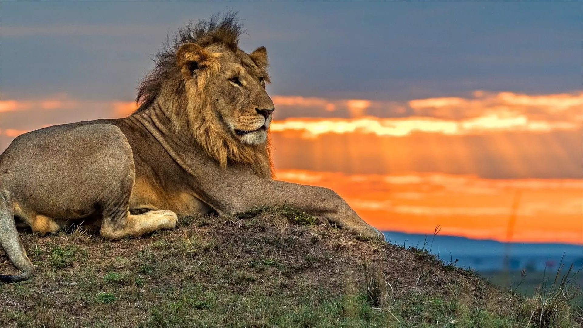 دانلود مستند Big Cat Tales 2018 (قصه های گربه بزرگ)