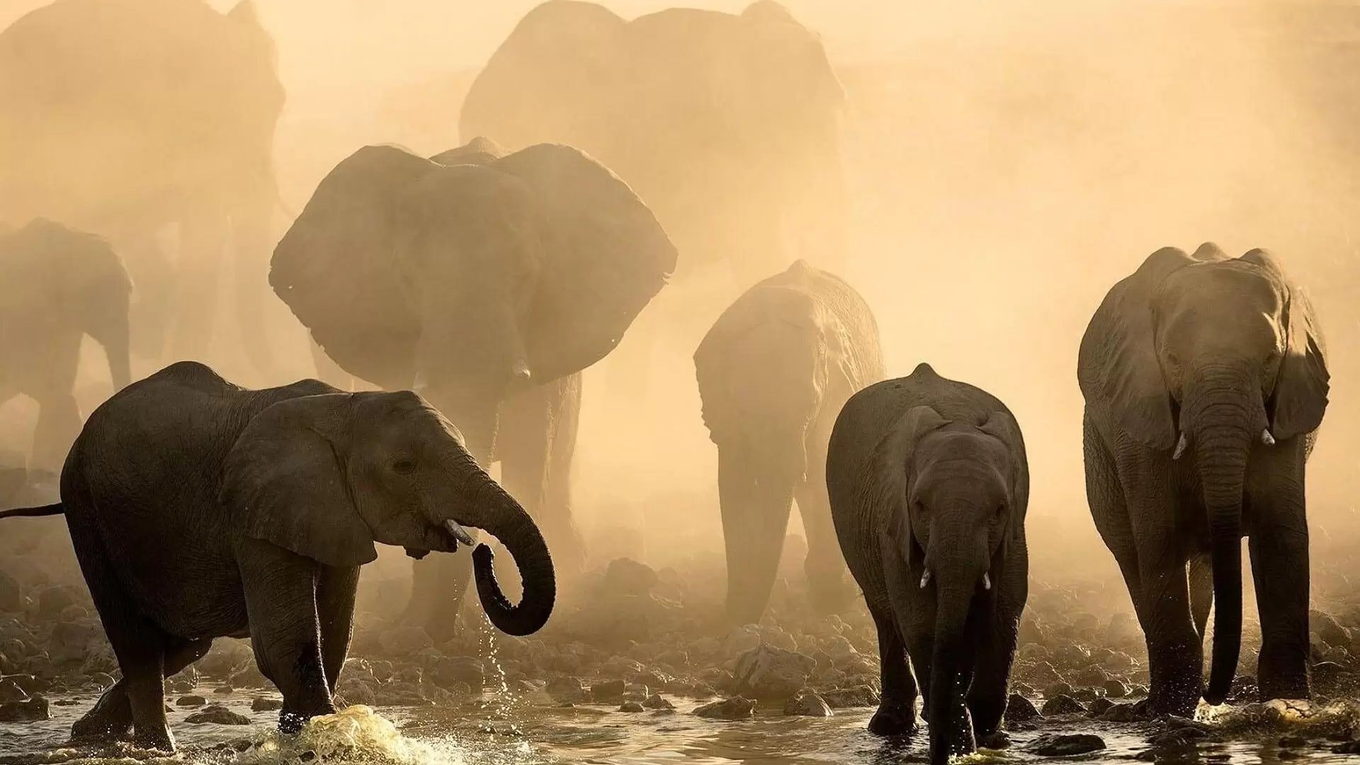 دانلود مستند Life at the Waterhole 2021
