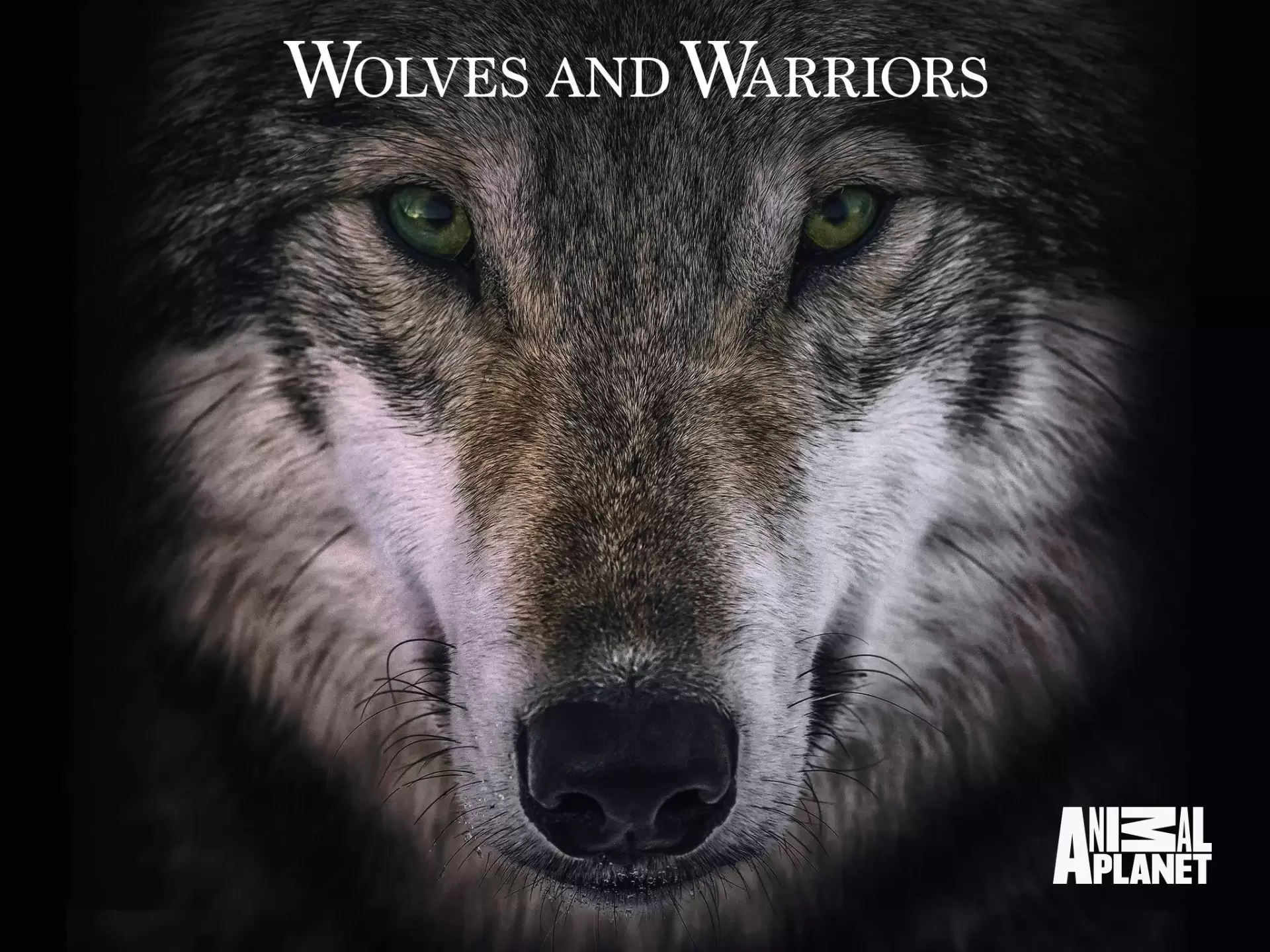 دانلود مستند Wolves and Warriors 2018
