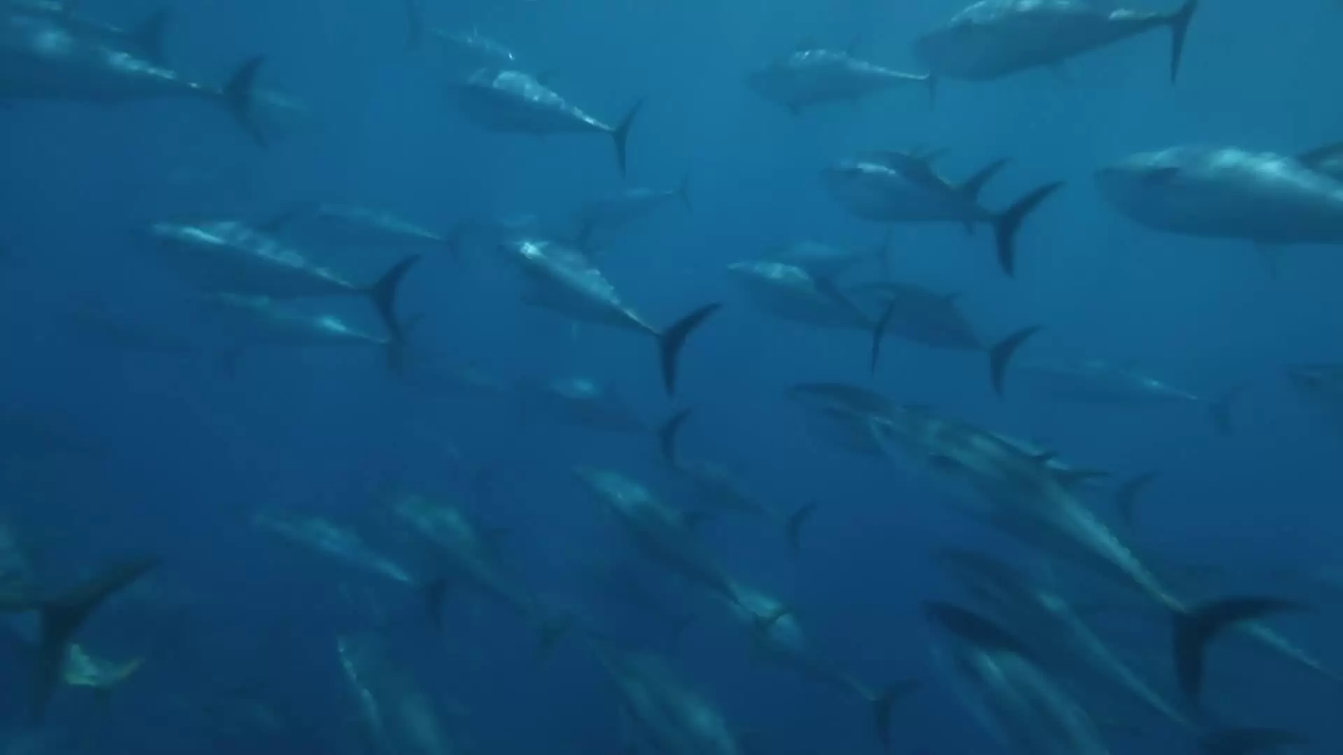 دانلود مستند Superfish Bluefin Tuna 2012