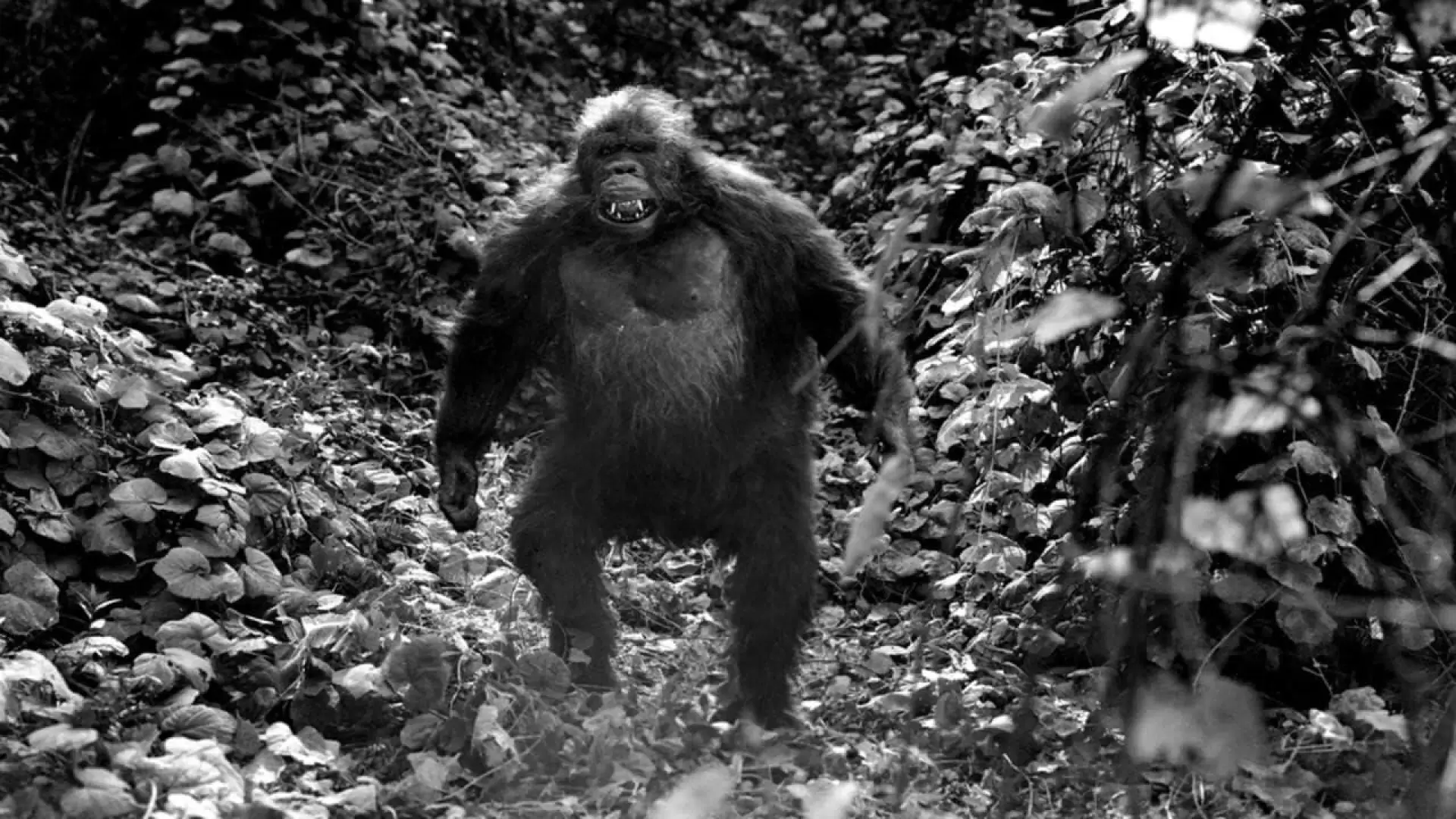 دانلود فیلم Ingagi 1930