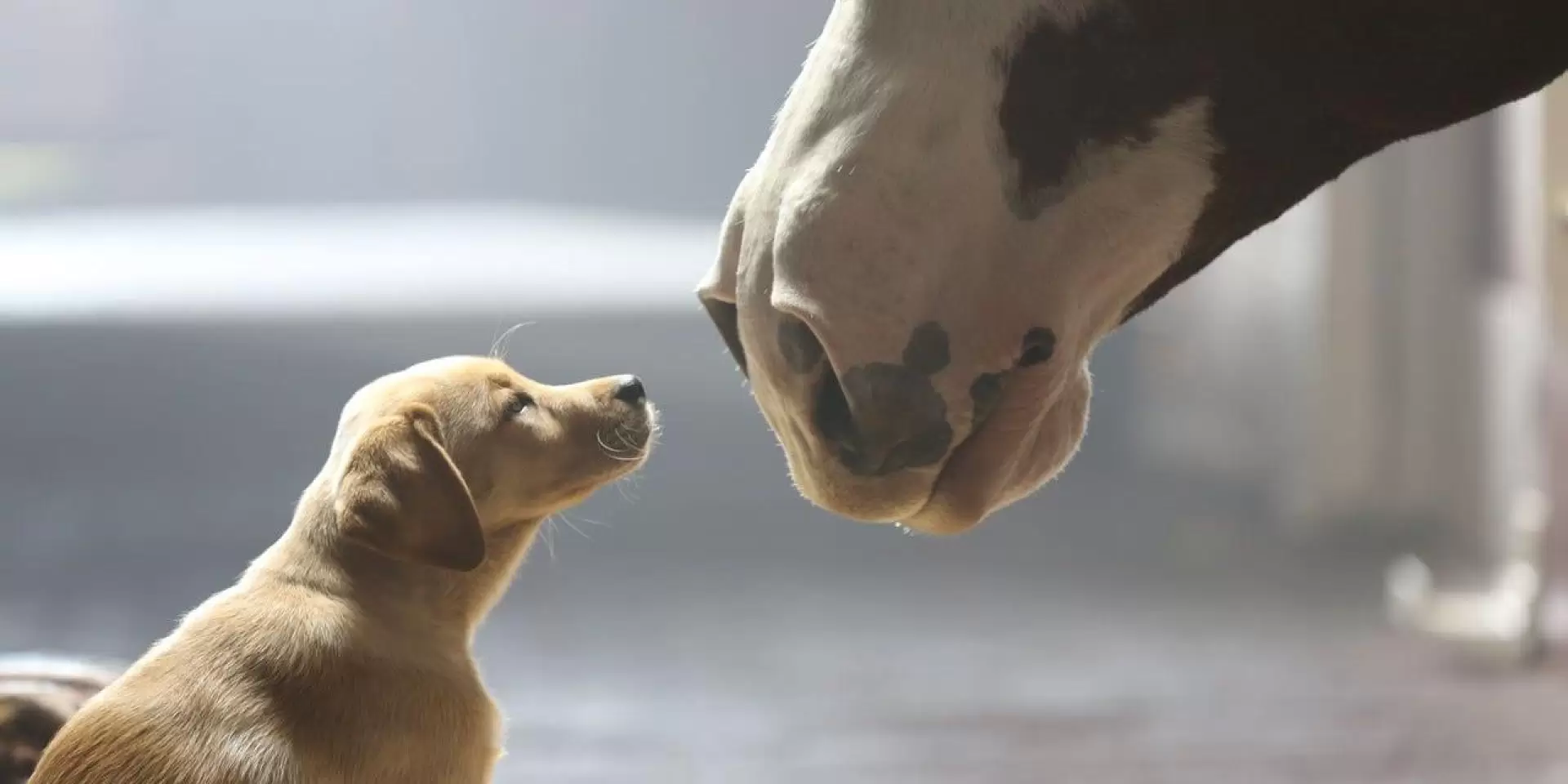 دانلود سریال Puppy Love 2014 (عشق توله سگ)