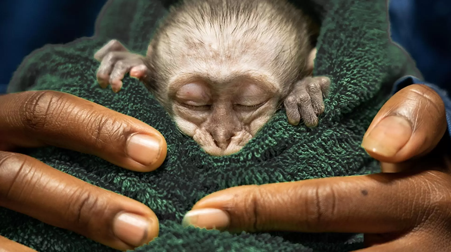 دانلود مستند Malawi Wildlife Rescue 2019 (نجات حیات وحش مالاوی)
