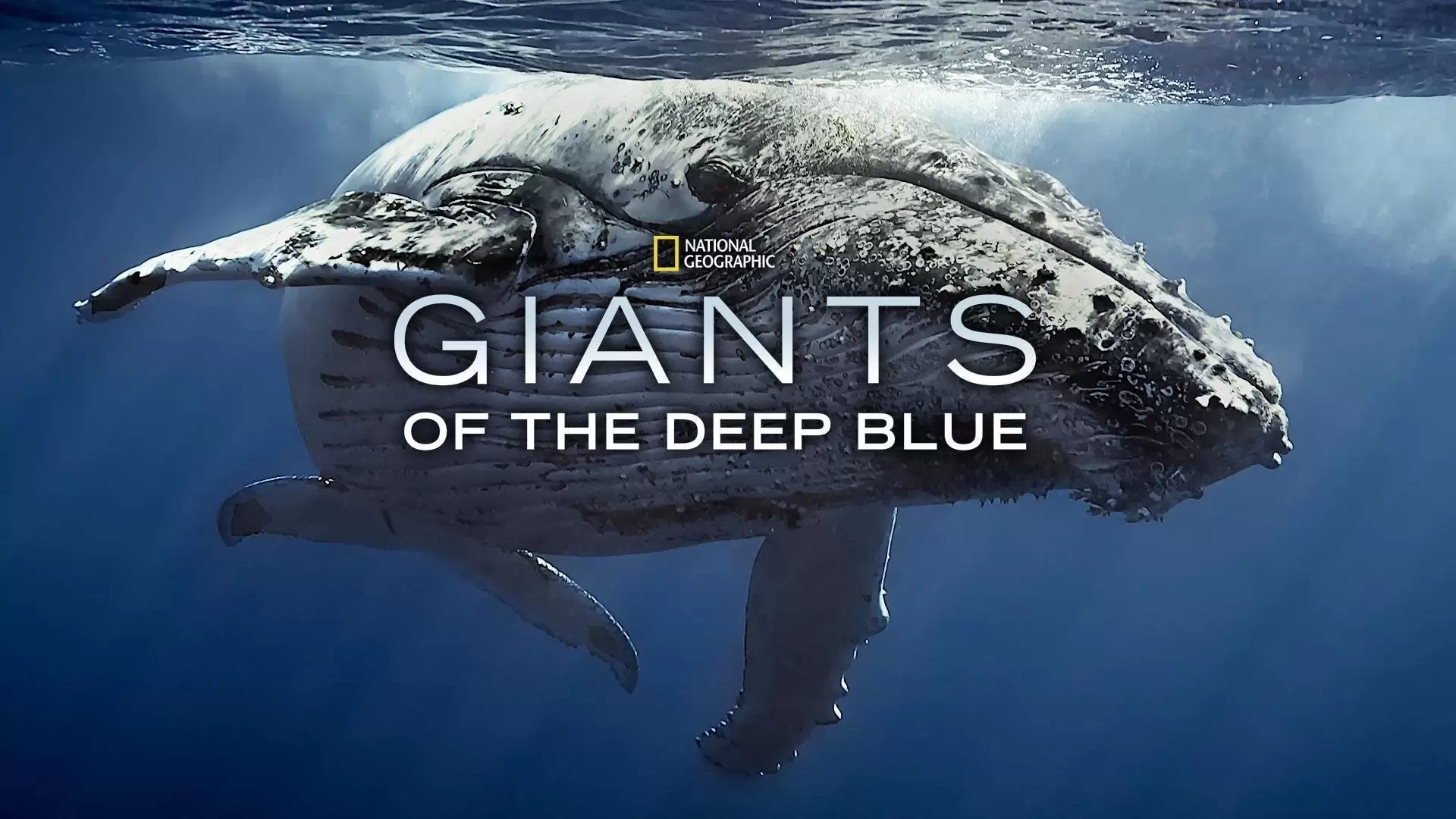 دانلود مستند Giants of the Deep Blue 2018 (غول های آبی عمیق)