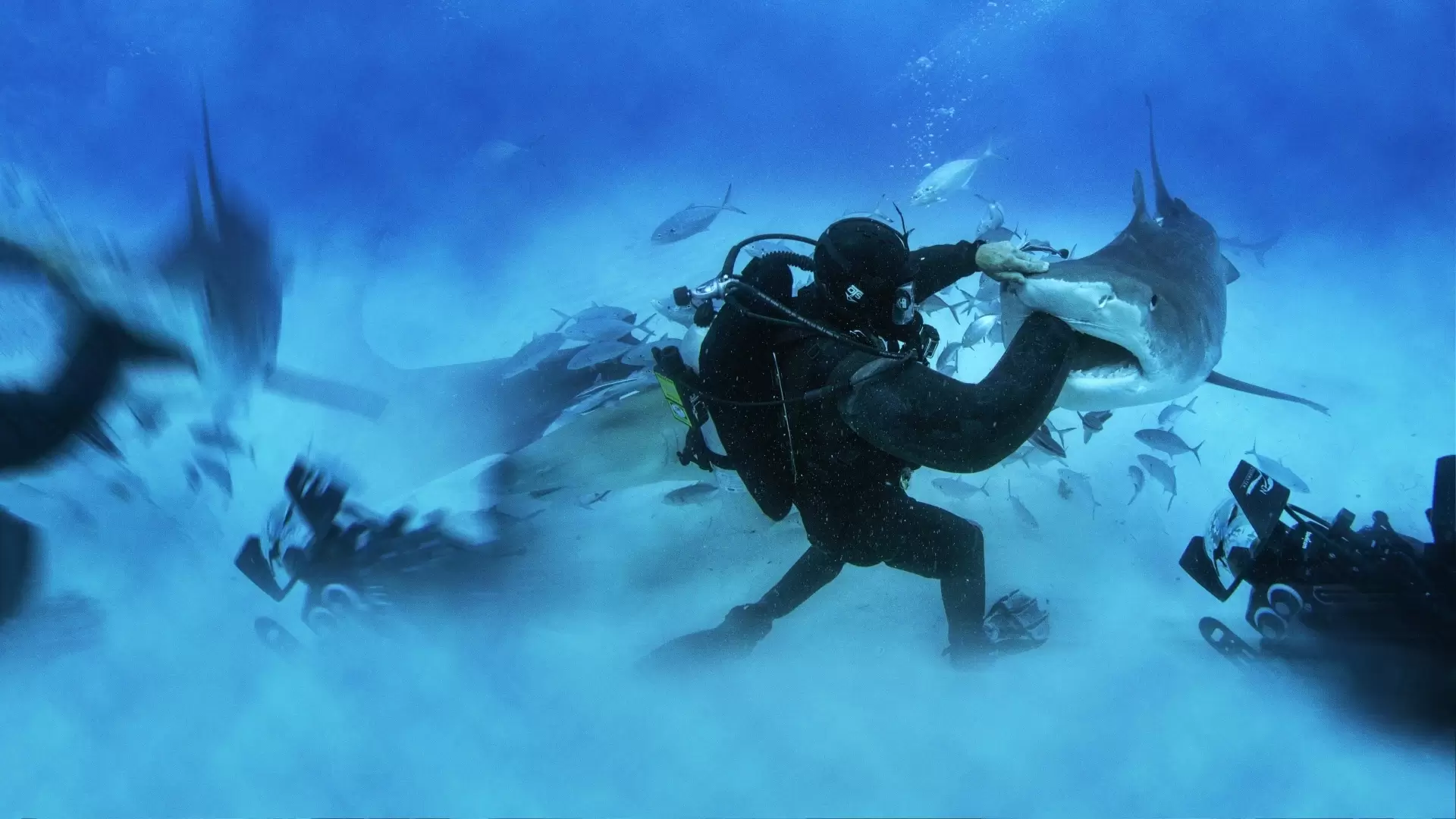 دانلود مستند Man vs. Shark 2019 (انسان و کوسه)