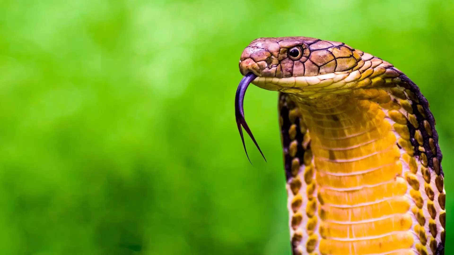 دانلود مستند Secrets of the King Cobra 2010 (اسرار شاه کبرا)