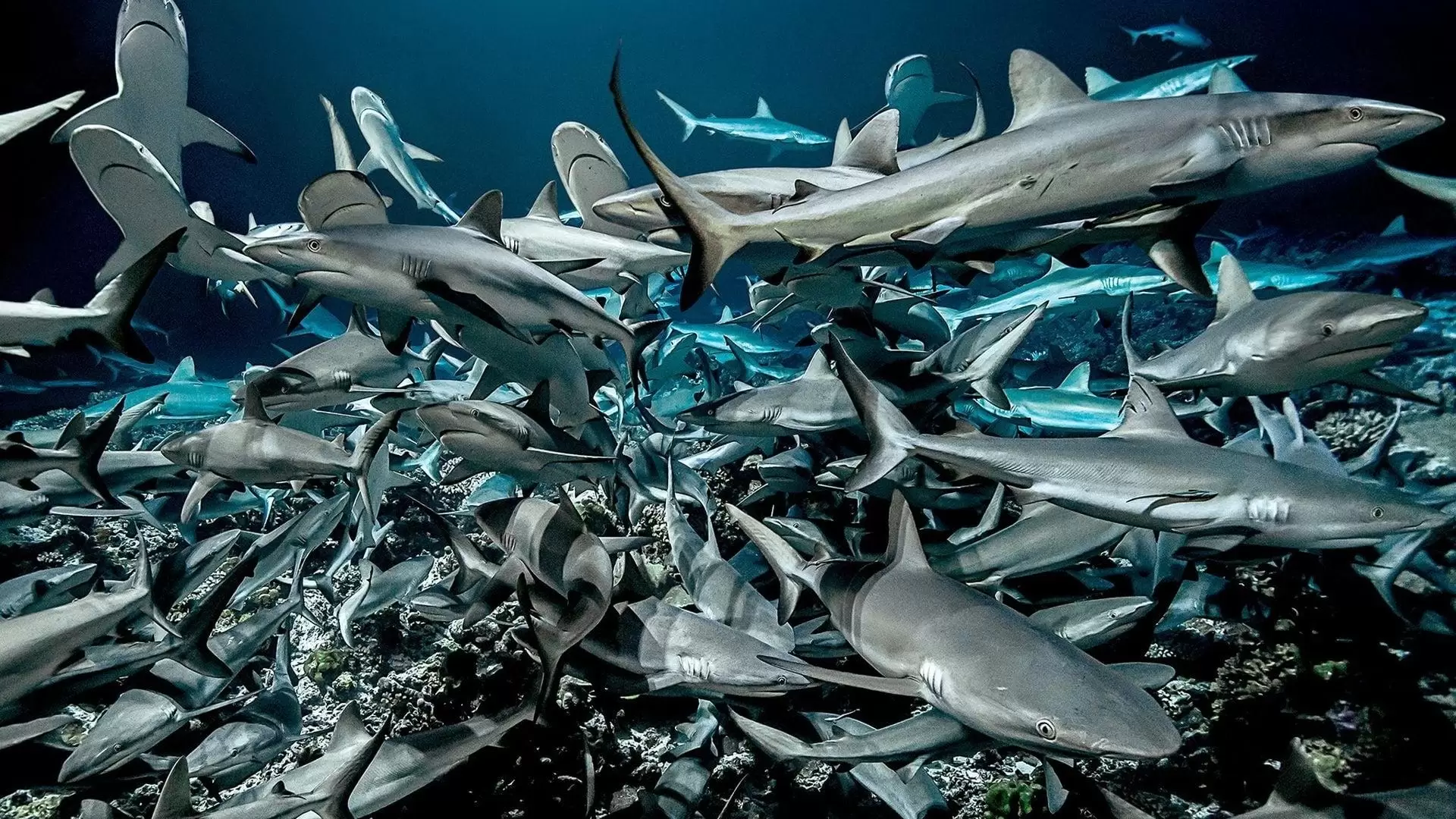 دانلود مستند 700 Sharks 2018 (هفتصد کوسه)