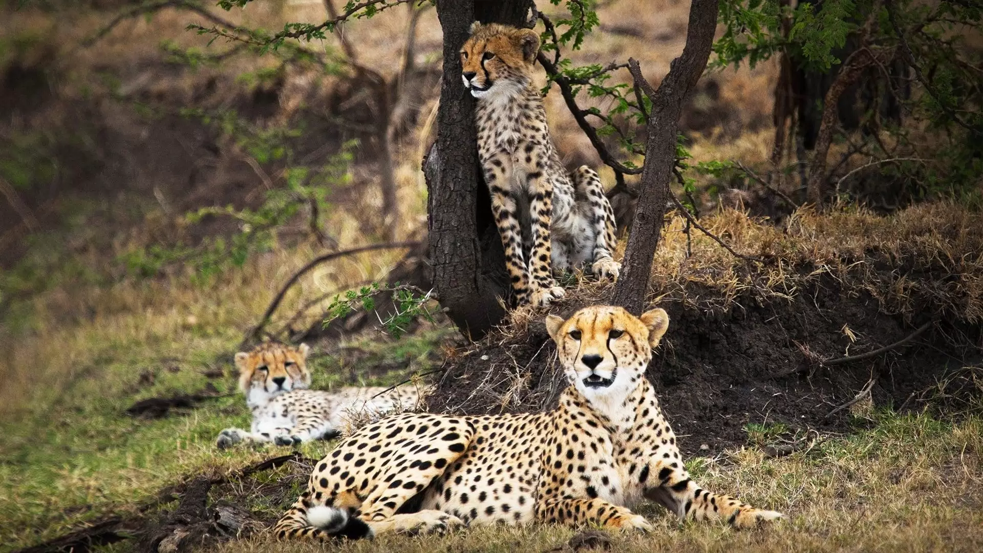 دانلود مستند Man Among Cheetahs 2017 (مردی در میان یوزپلنگ ها)