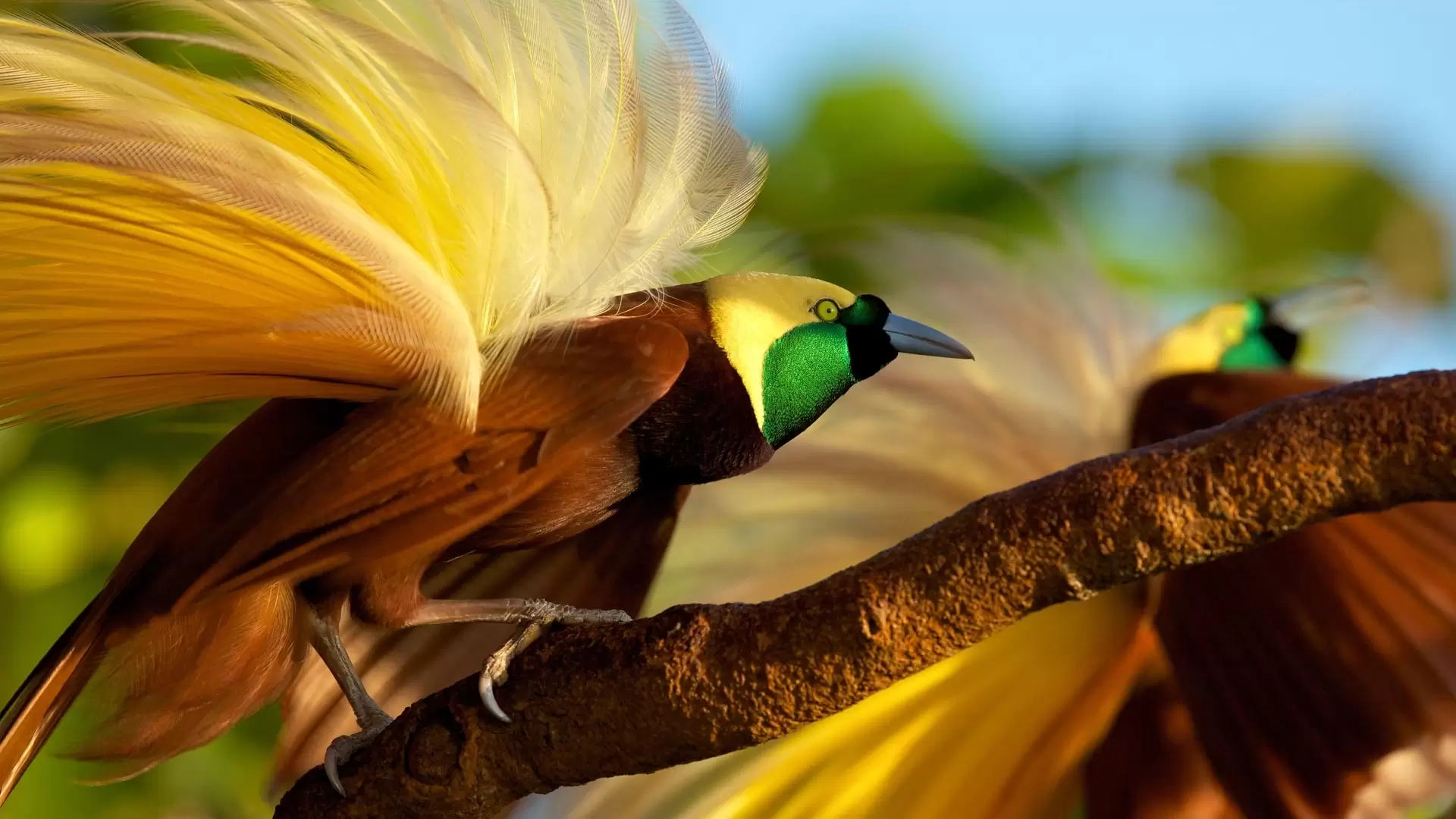 دانلود مستند Winged Seduction: Birds of Paradise 2012 (اغواگر بالدار: پرندگان بهشت)
