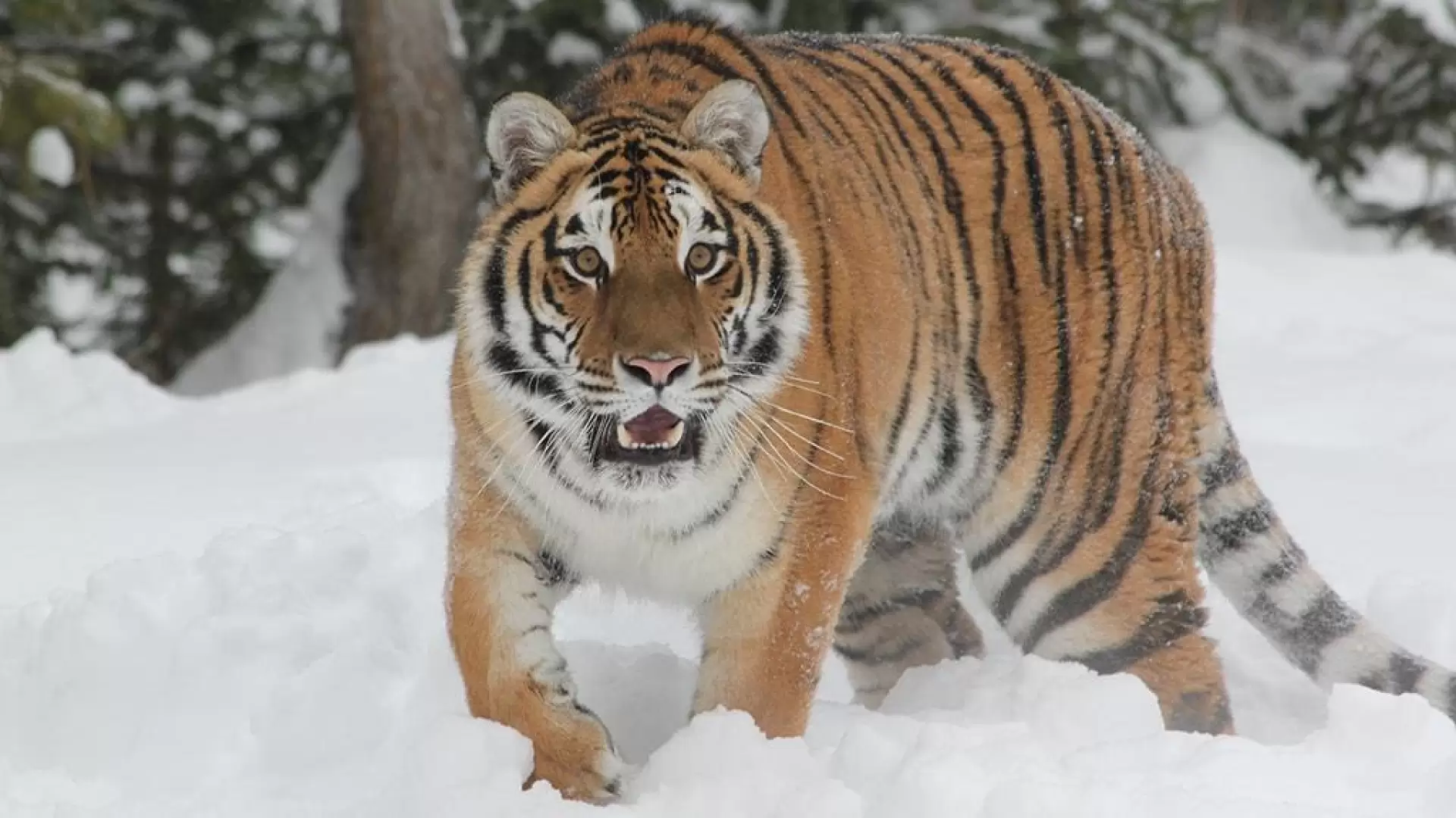 دانلود مستند Cats: An Amazing Animal Family 2015 (گربه ها:خانواده حیوانات شگفت انگیز)