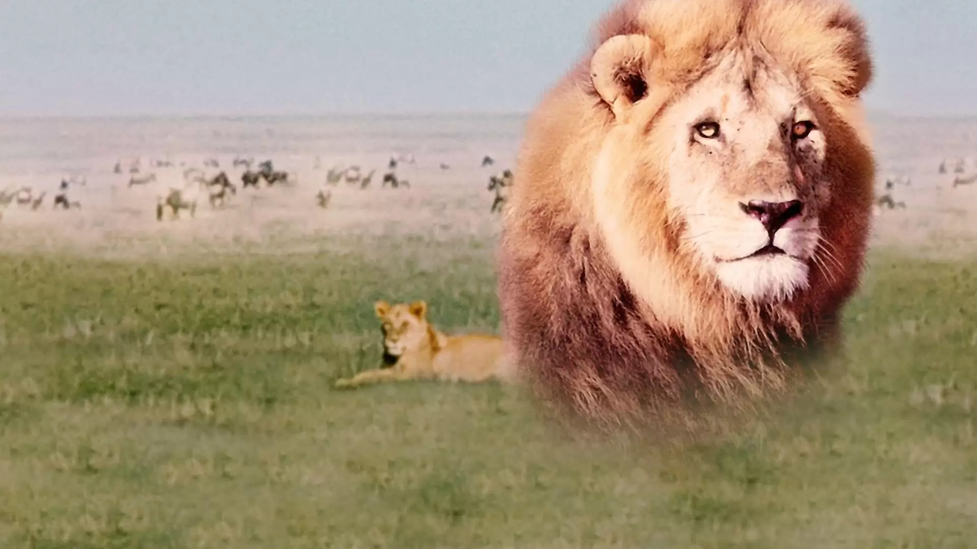 دانلود مستند The African Lion 1955 (شیر آفریقایی)