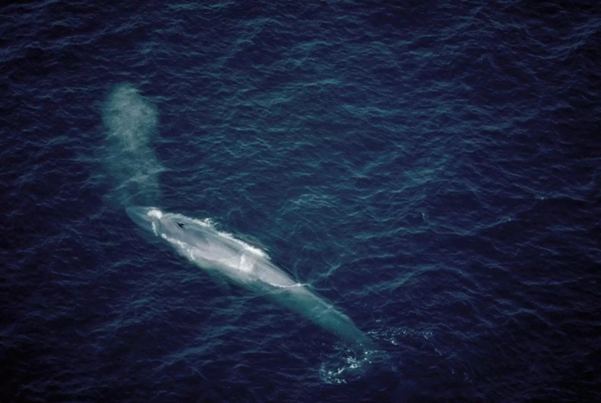 دانلود مستند The Loneliest Whale: The Search for 52 2021 با تماشای آنلاین