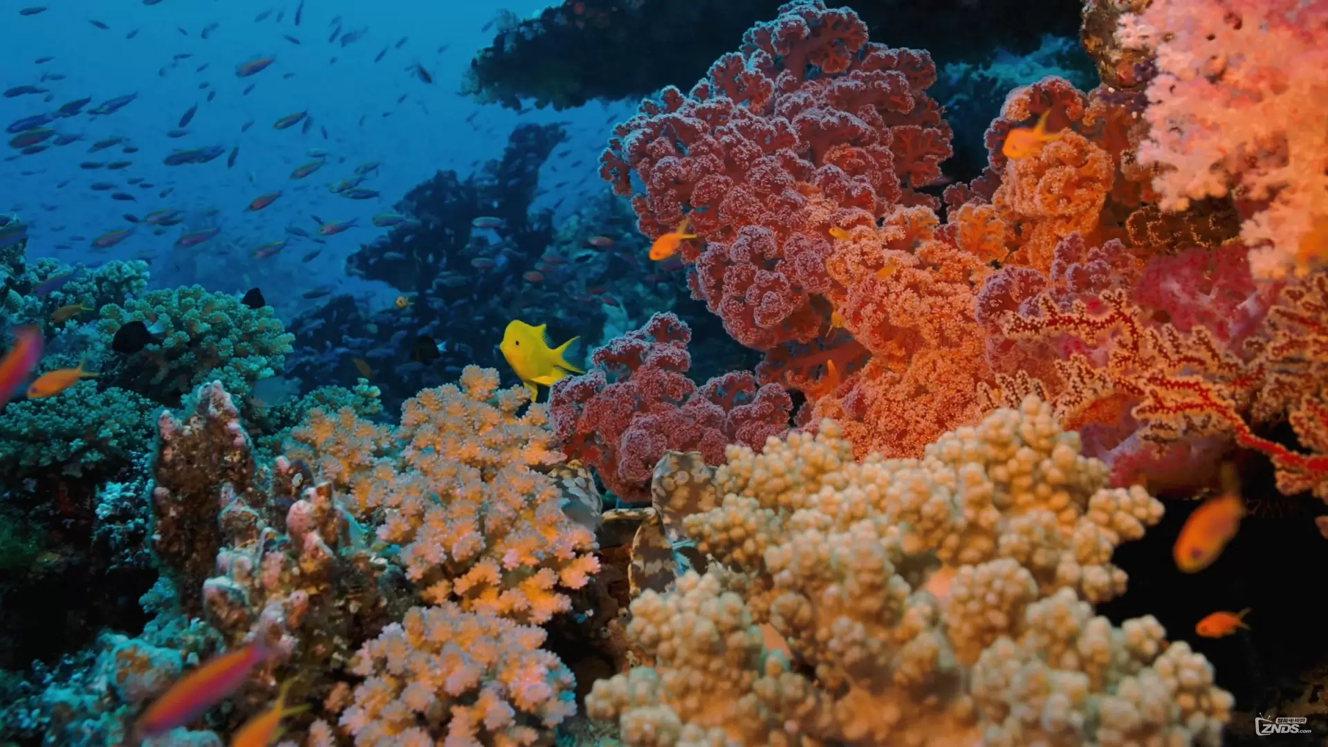 دانلود مستند Coral Reef Adventure 2003