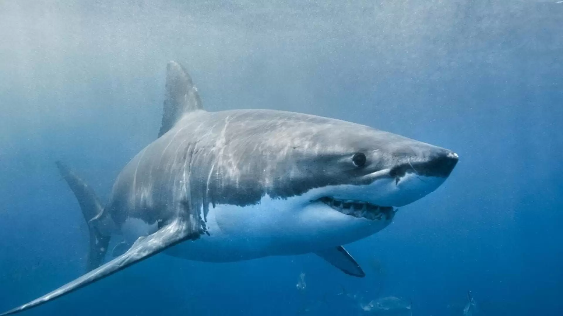 دانلود مستند Envoy: Shark Cull 2021