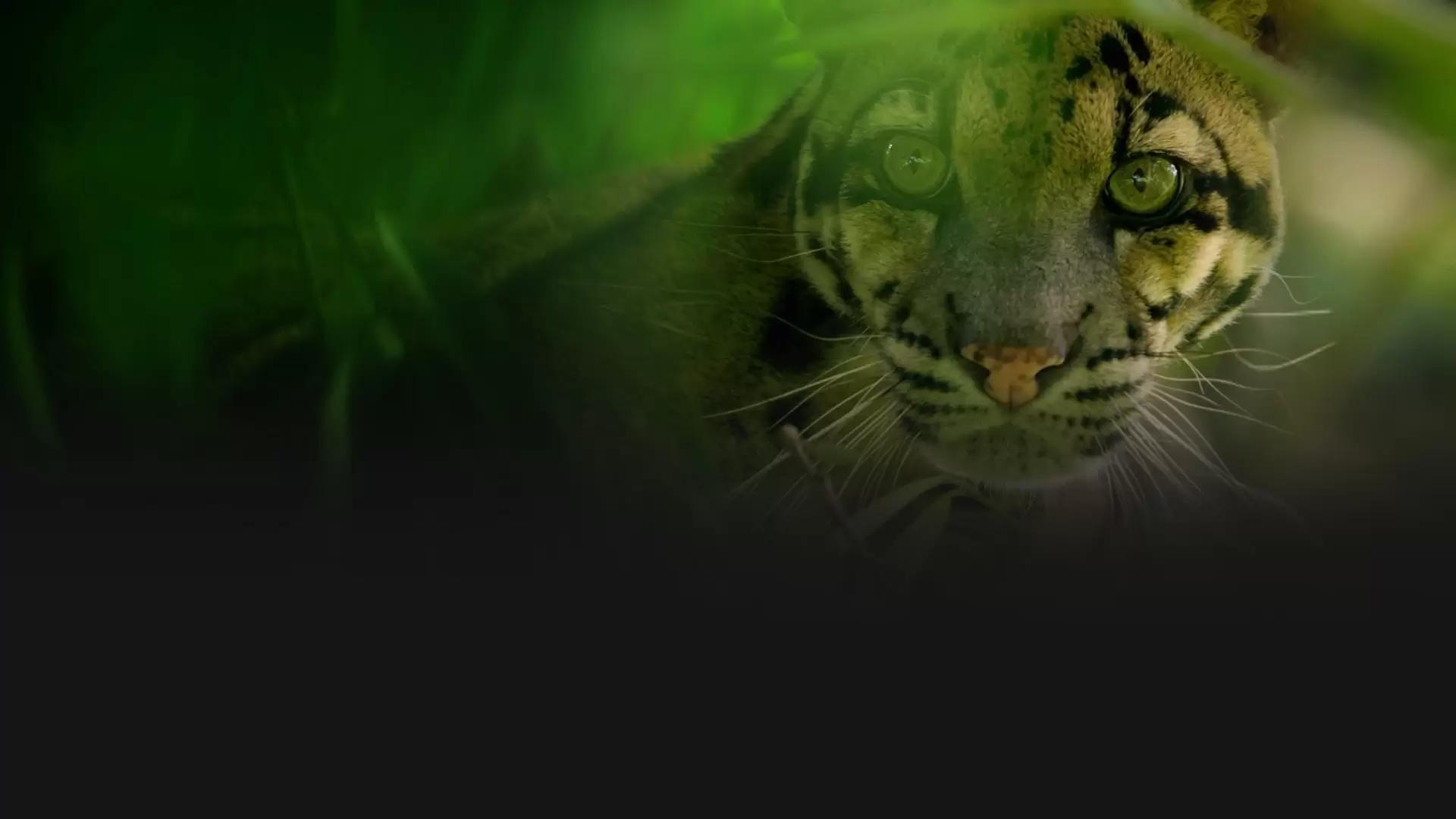 دانلود مستند India’s Wild Leopards 2020