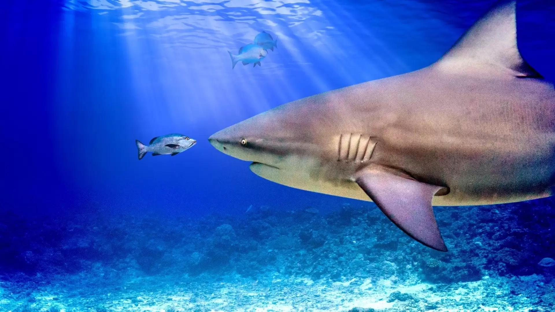 دانلود مستند World’s Biggest Bull Shark 2021