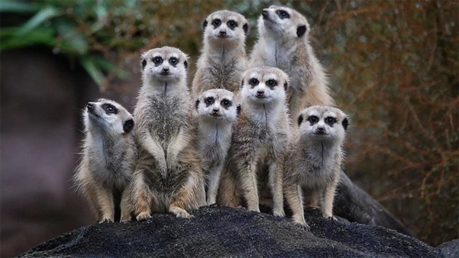 دانلود مستند Meet the Meerkats 2021