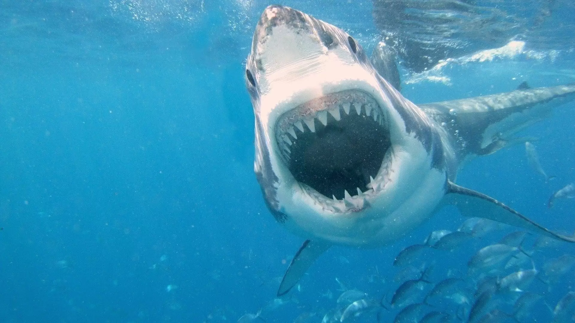 دانلود مستند When Sharks Attack 2013