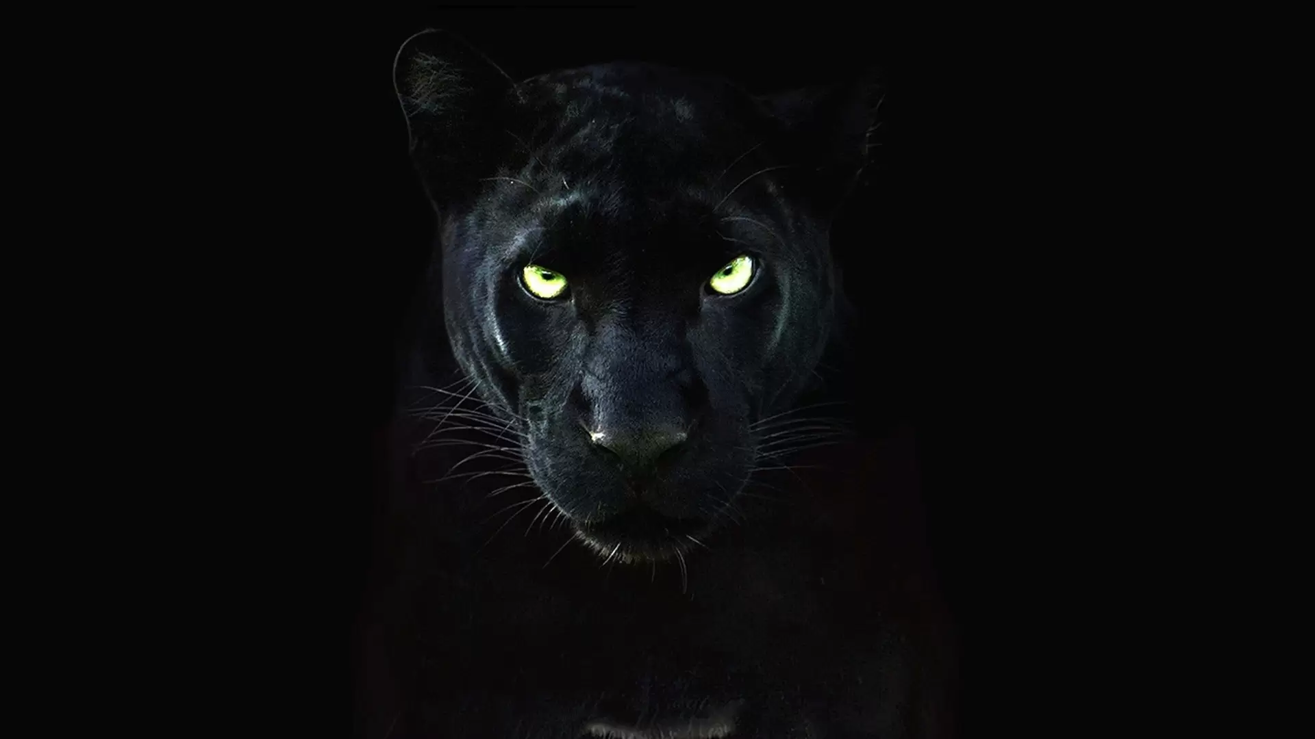 دانلود مستند The Real Black Panther 2020 با تماشای آنلاین