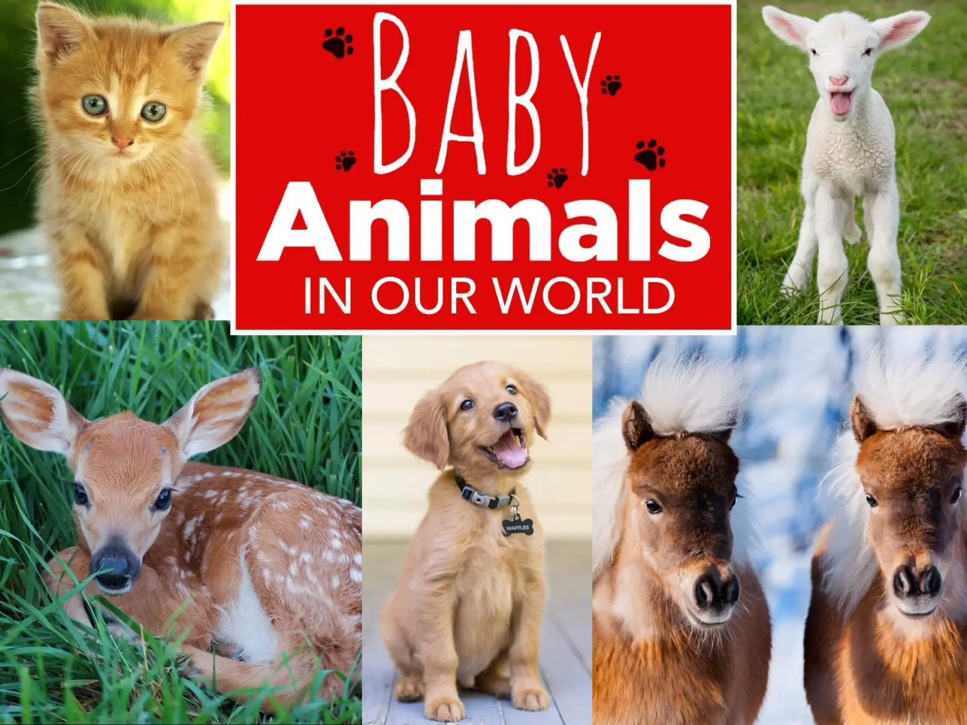 دانلود مستند Baby Animals in Our World 2015 (بچه حیوانات در جهان هستی)