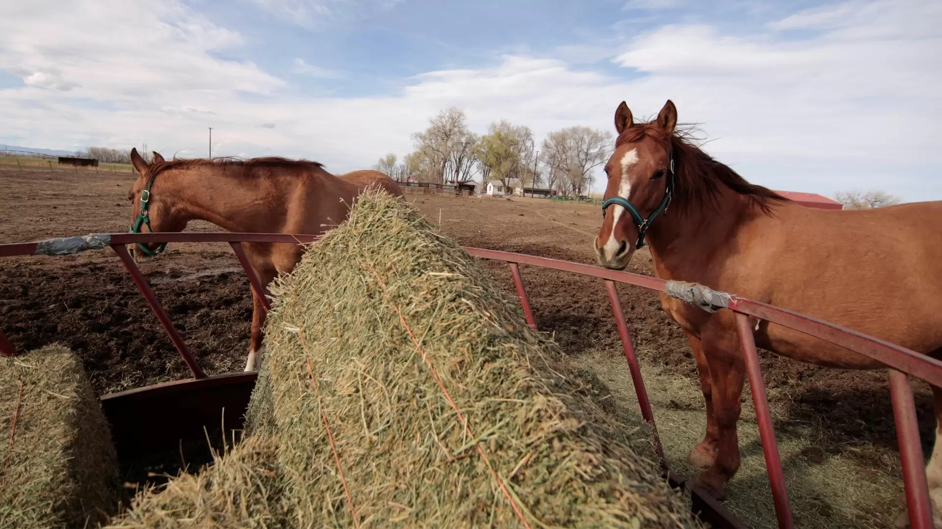 دانلود مستند Rocky Mountain Animal Rescue 2018