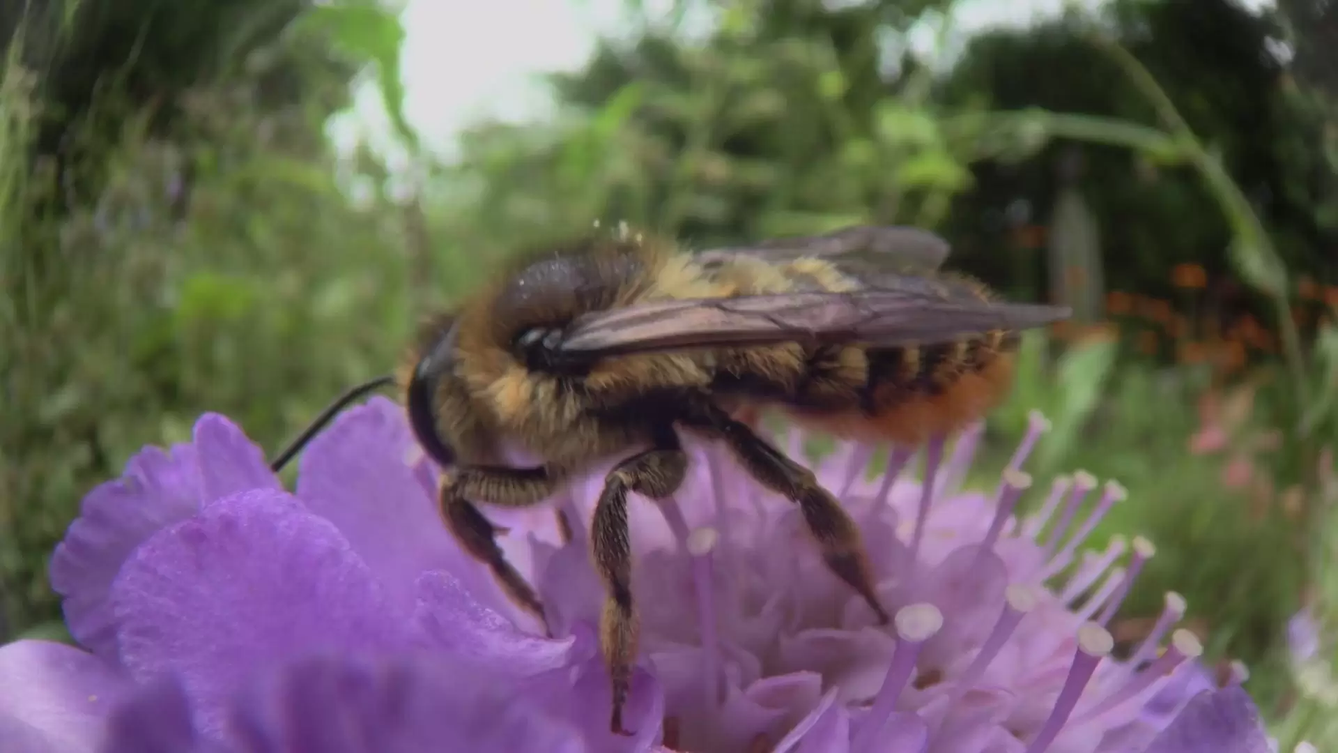 دانلود مستند Big World in a Small Garden 2016
