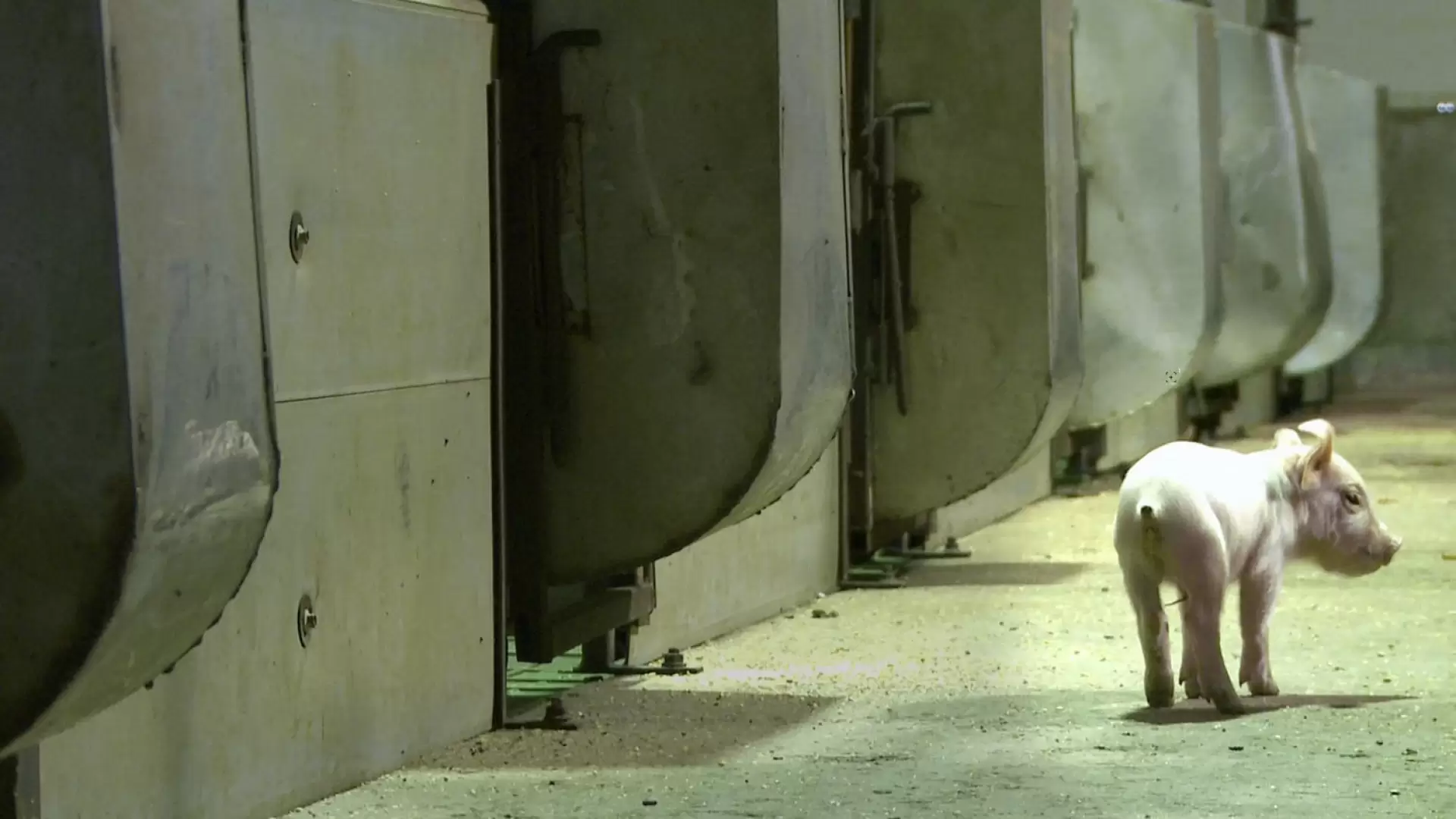 دانلود مستند The Animal Condition 2014