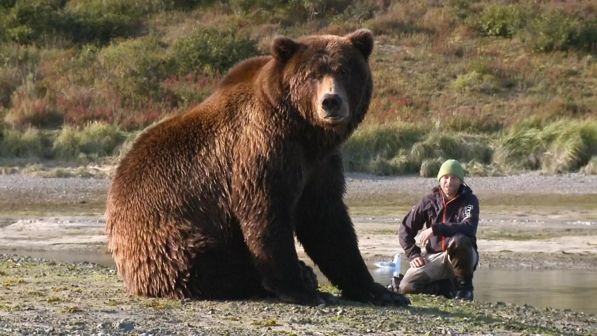 دانلود مستند Bear-Like 2019