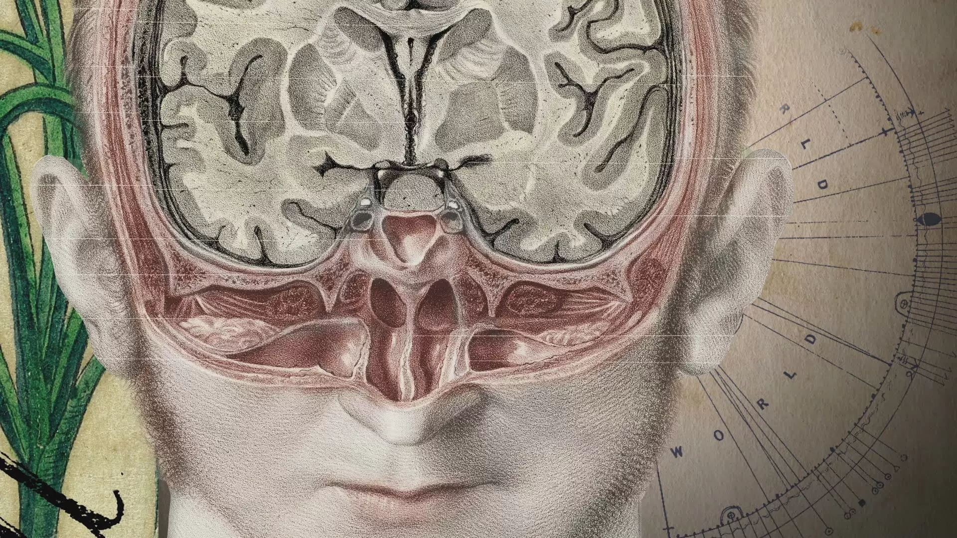 دانلود مستند The Divided Brain 2019 با تماشای آنلاین