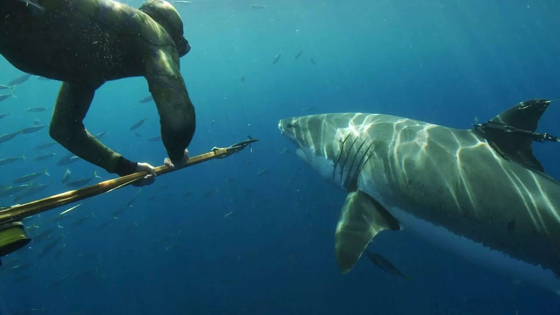 دانلود مستند Great White Shark: Beyond the Cage of Fear 2013