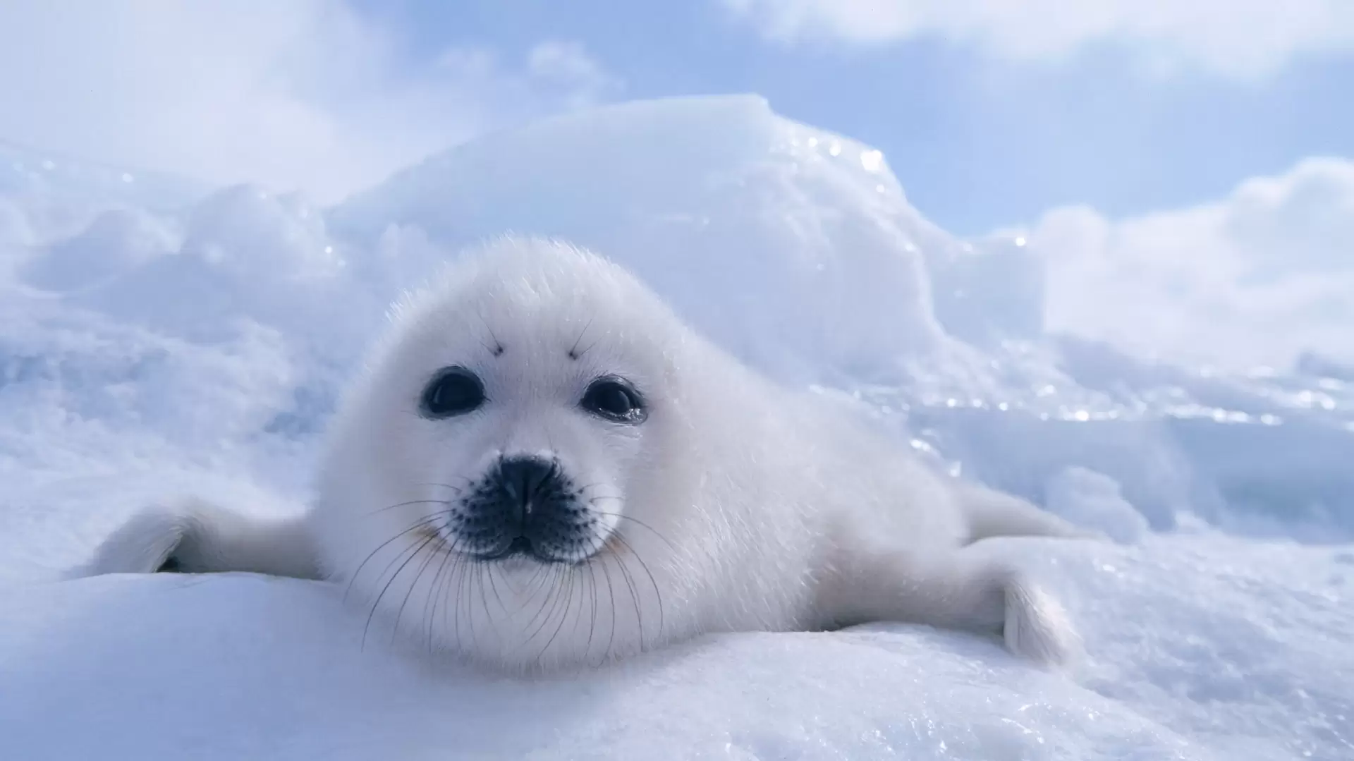 دانلود مستند Wildest Arctic 2013
