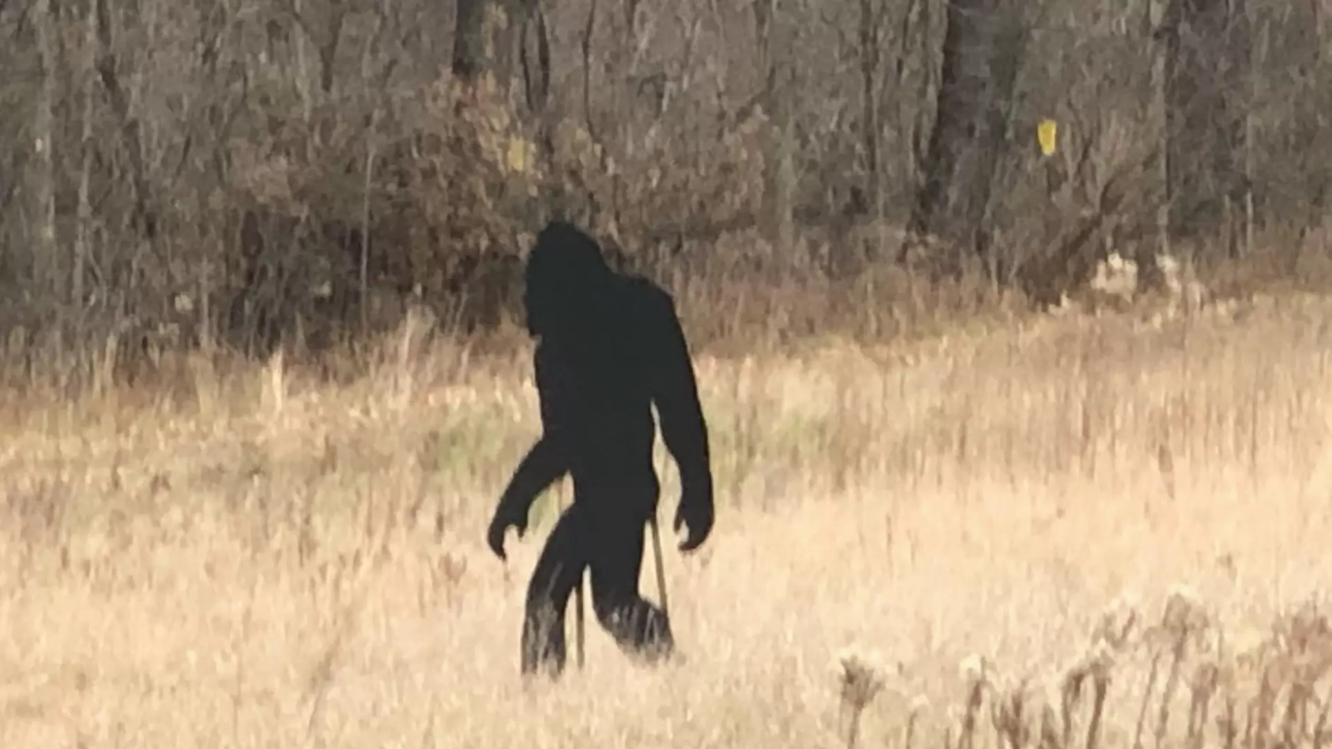 دانلود فیلم Bigfoot Famous 2021