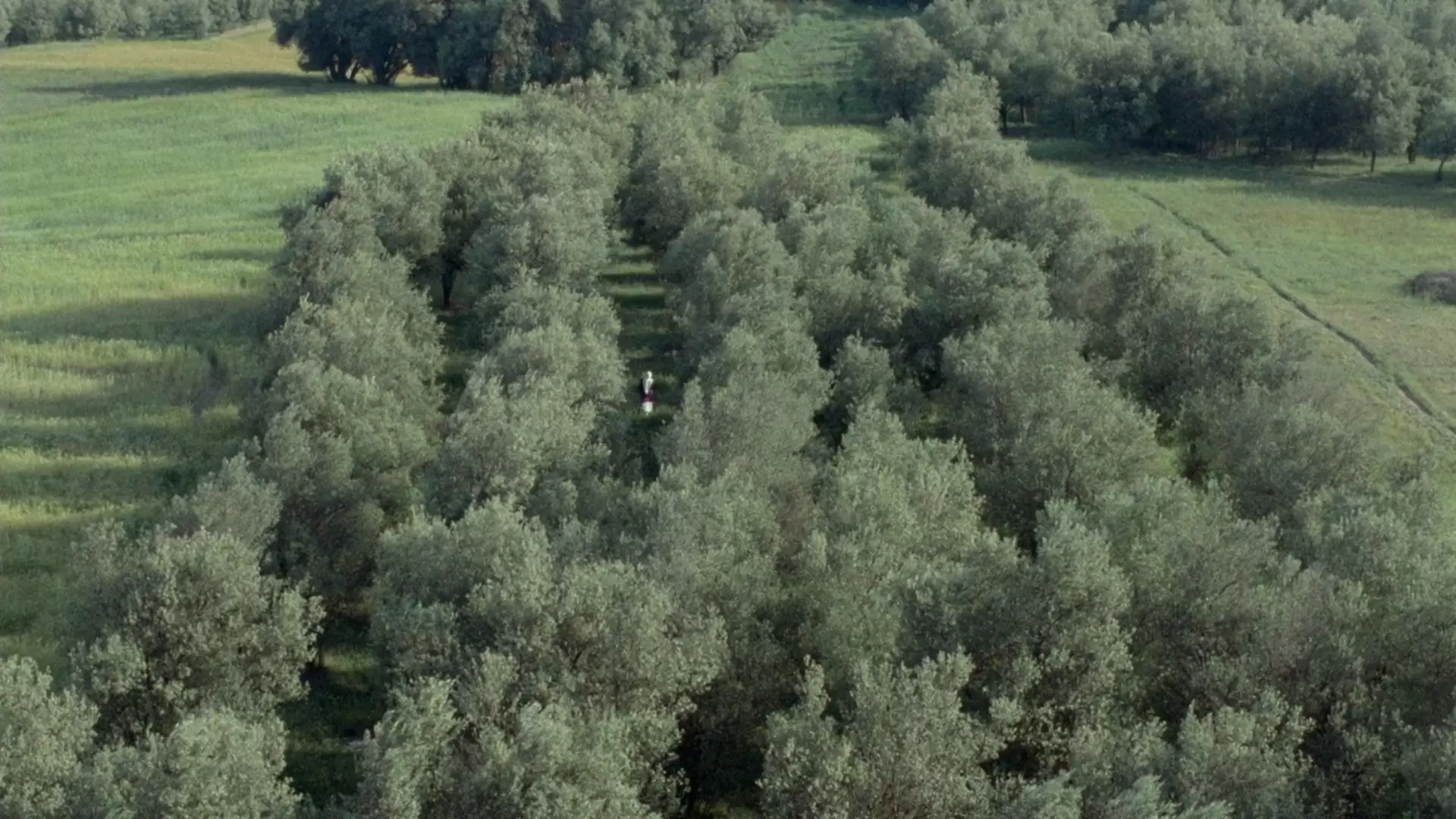 دانلود فیلم Through the Olive Trees 1994 (زیر درختان زیتون) با تماشای آنلاین