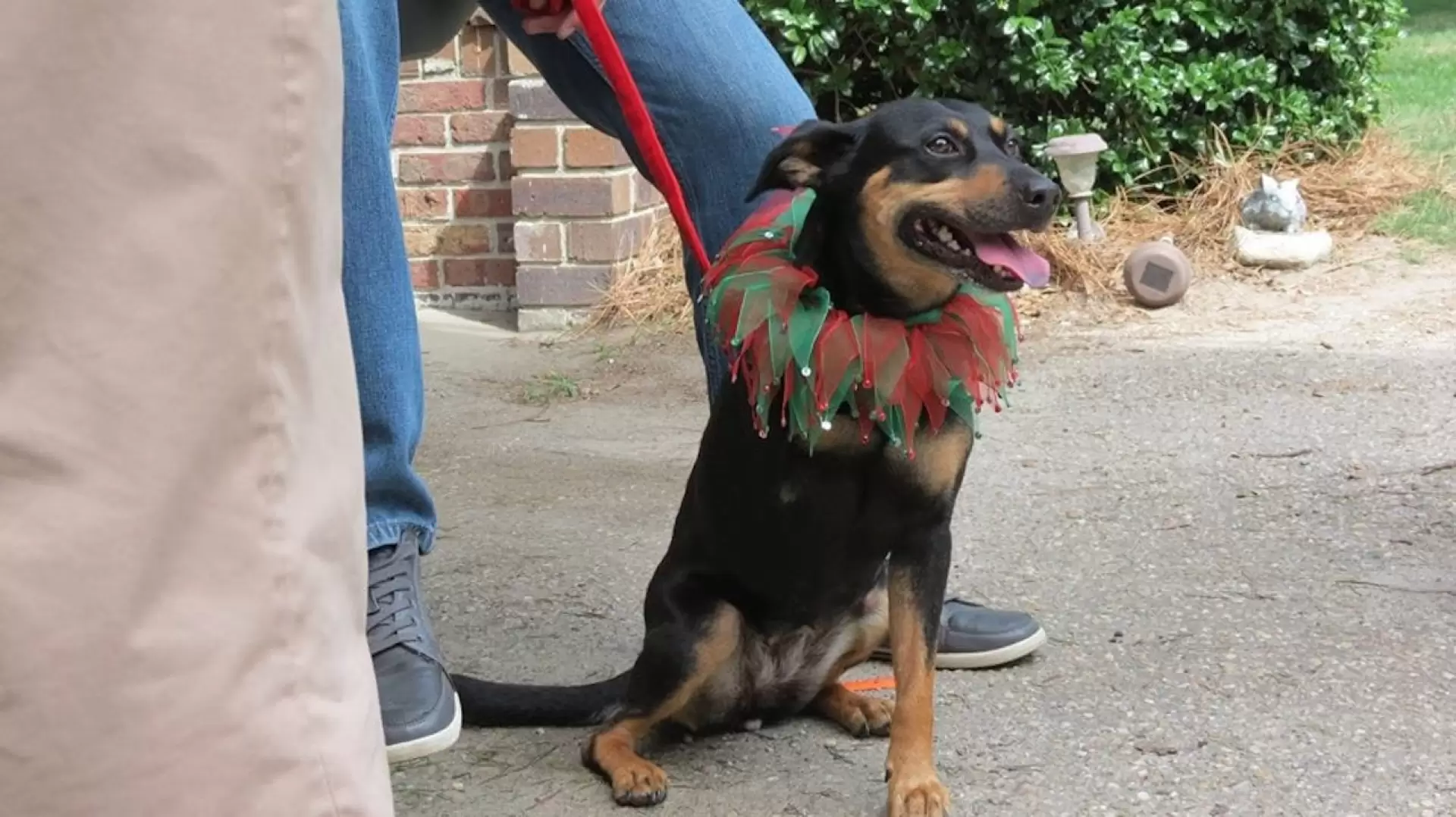 دانلود فیلم 12 Dog Days of Christmas 2014