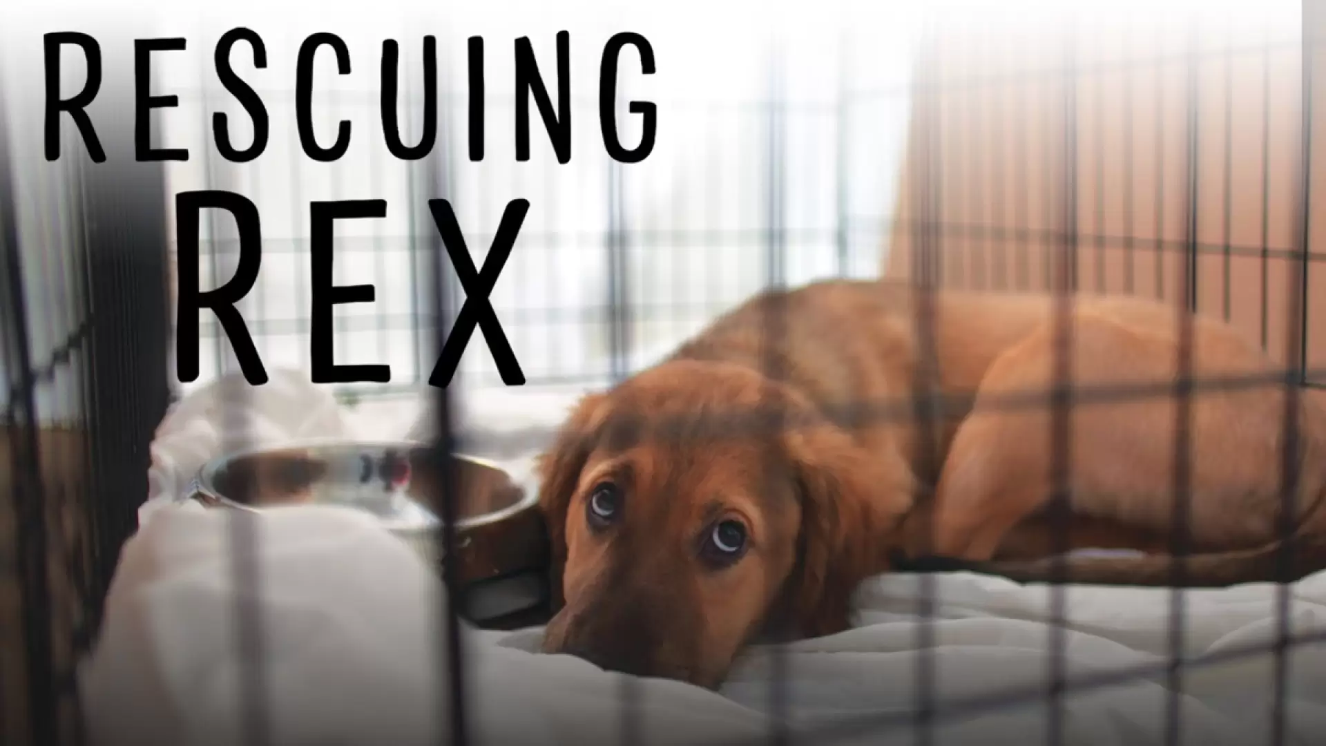 دانلود مستند Rescuing Rex 2020