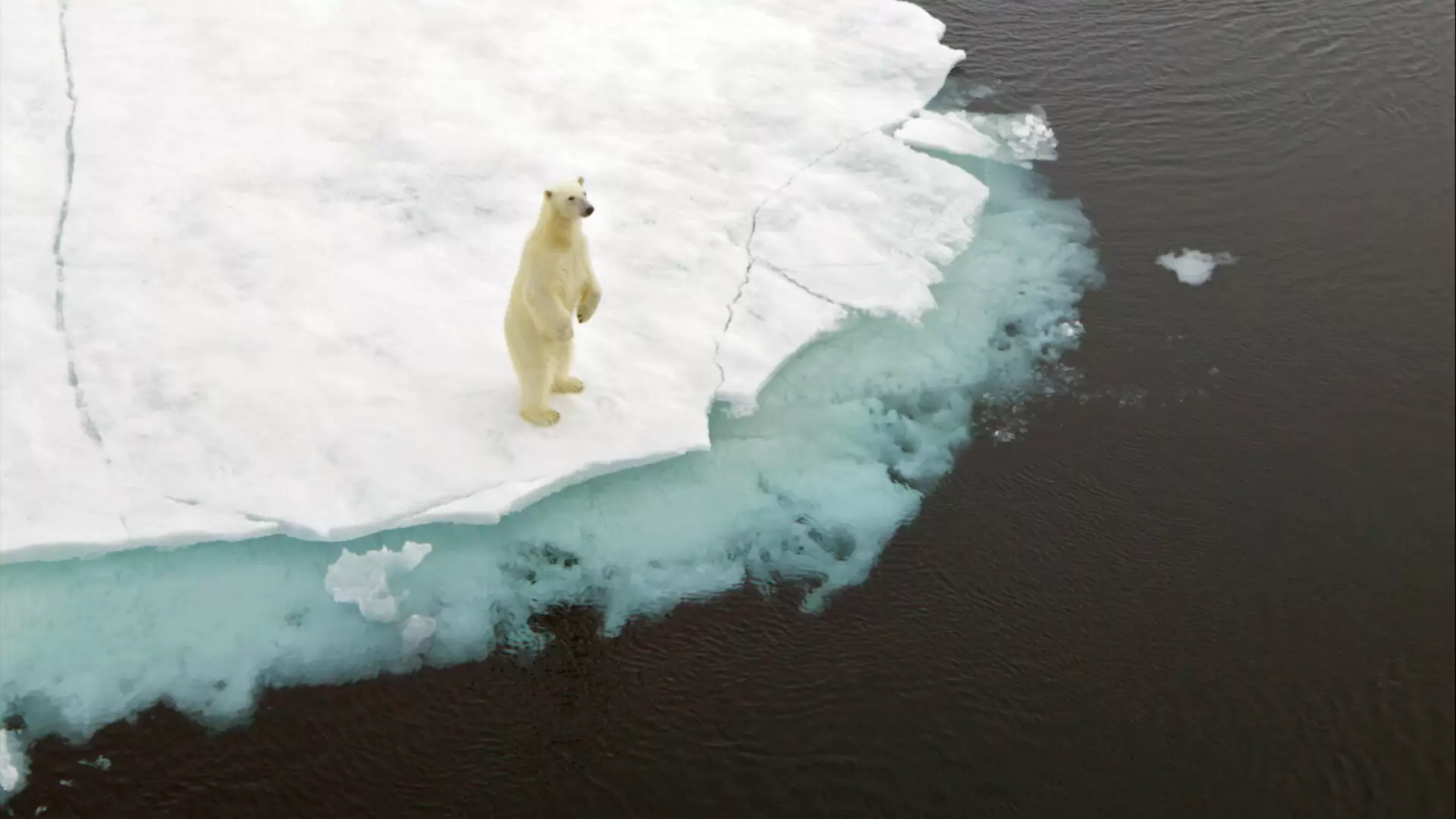دانلود مستند Polar Bears 2020