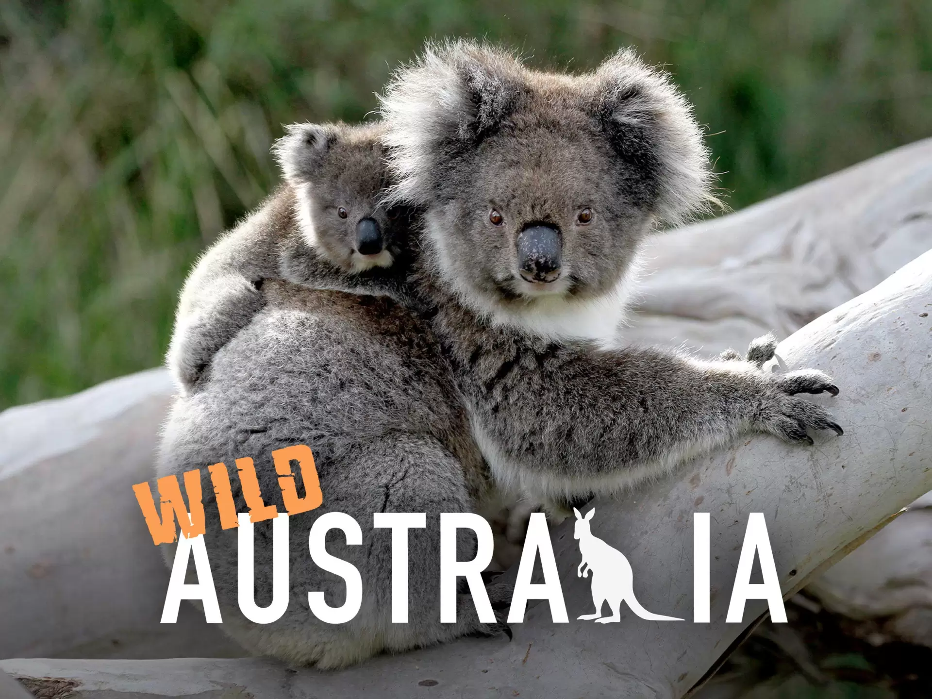 دانلود مستند Wild Australia 2014