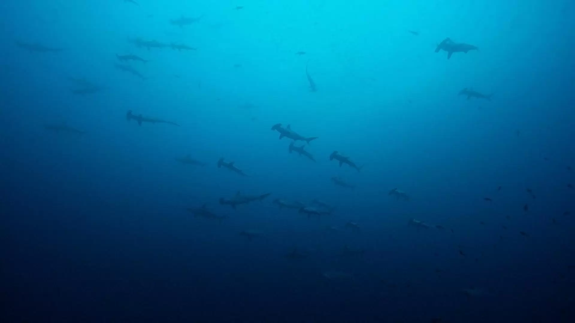 دانلود مستند Big Pacific 2017