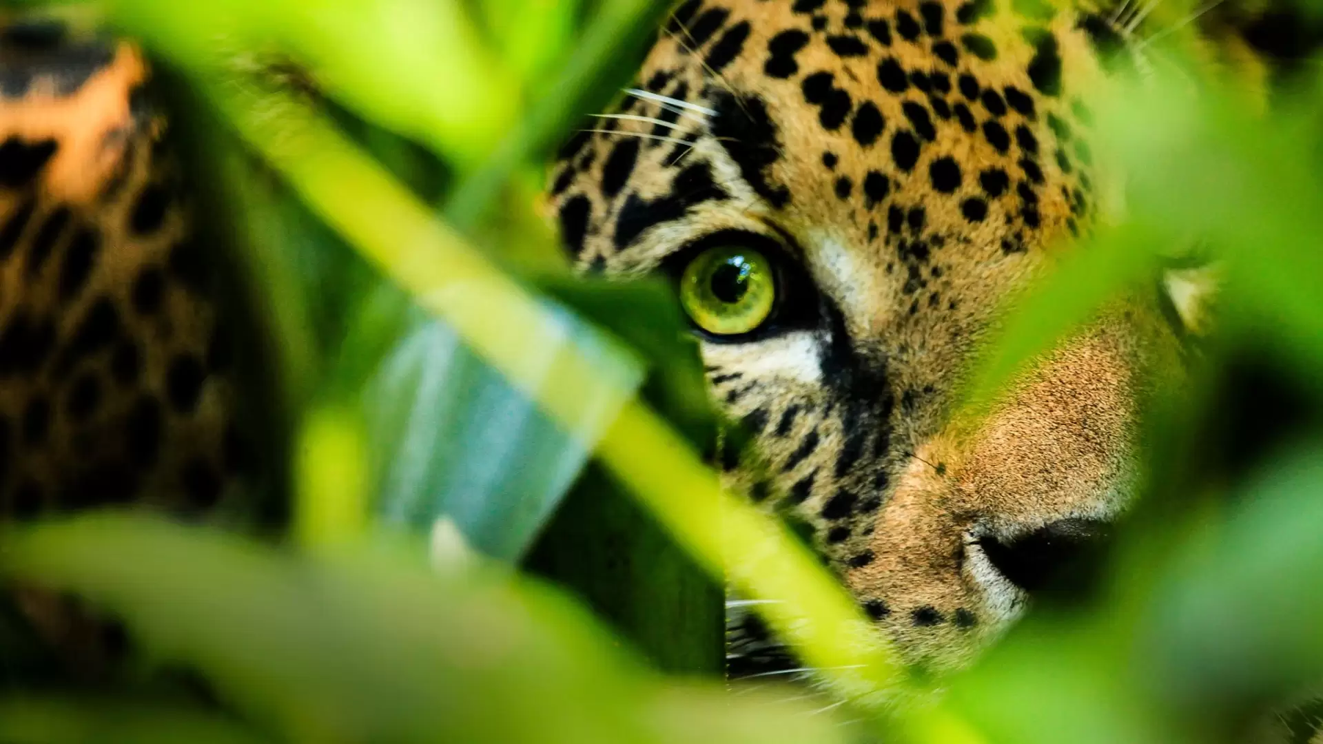 دانلود مستند Mexico Untamed 2018