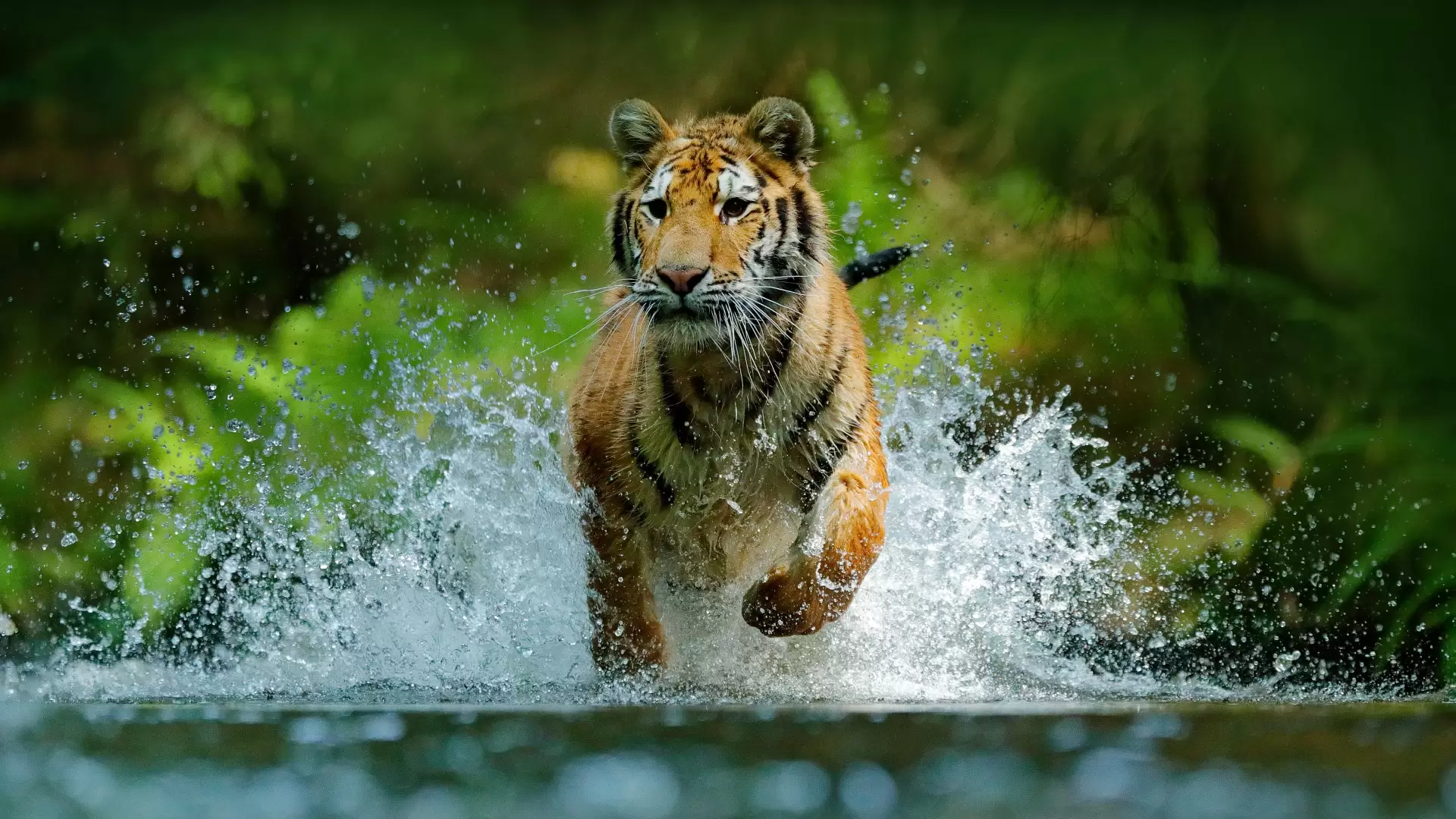 دانلود مستند Wild Russia 2008
