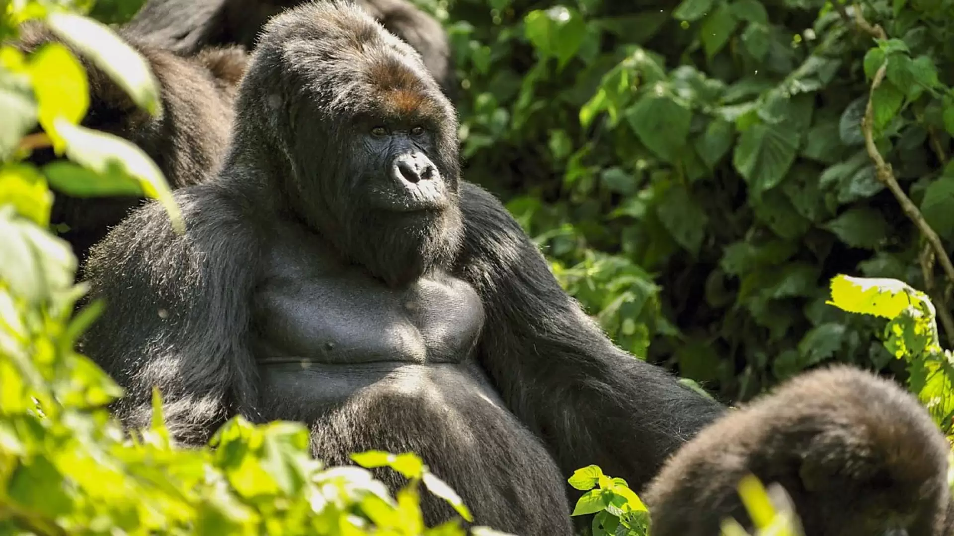 دانلود مستند BBC Mountain Gorilla 2010