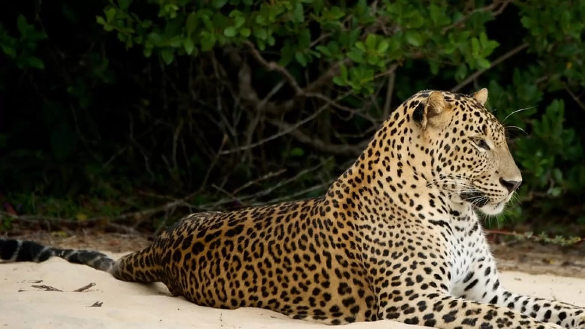 دانلود مستند Wild Sri Lanka 2015