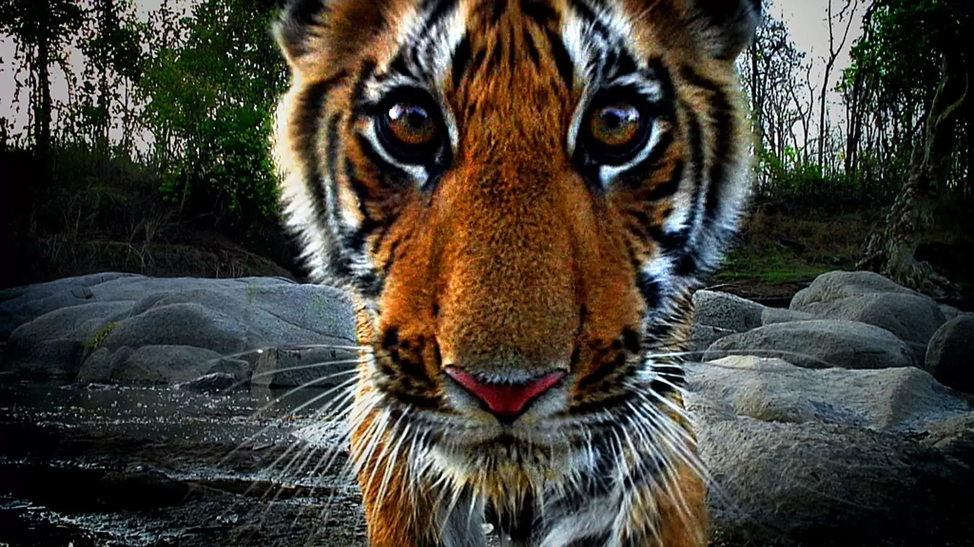 دانلود مستند Tiger: Spy in the Jungle 2008