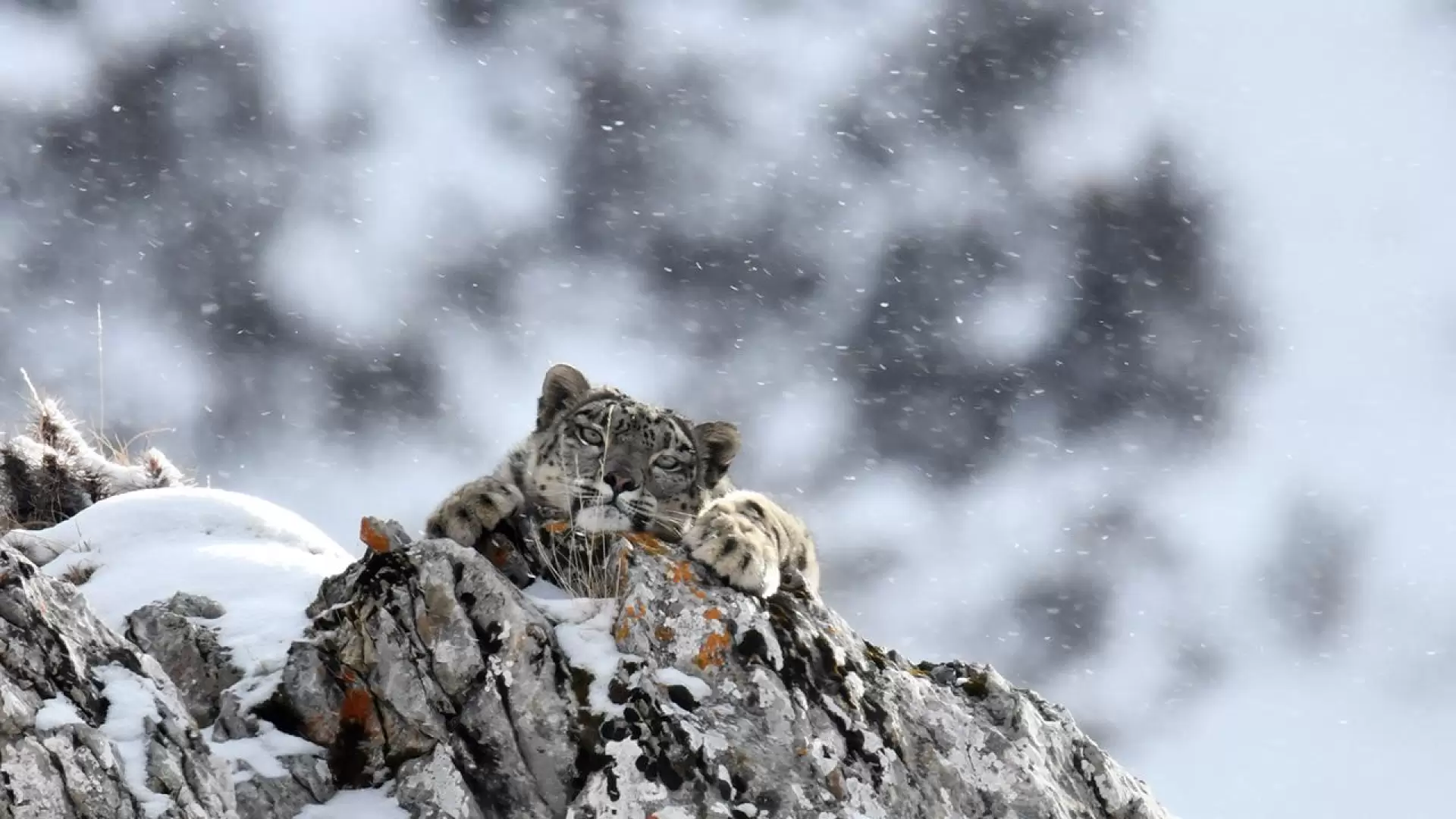 دانلود مستند The Frozen Kingdom of the Snow Leopard 2020