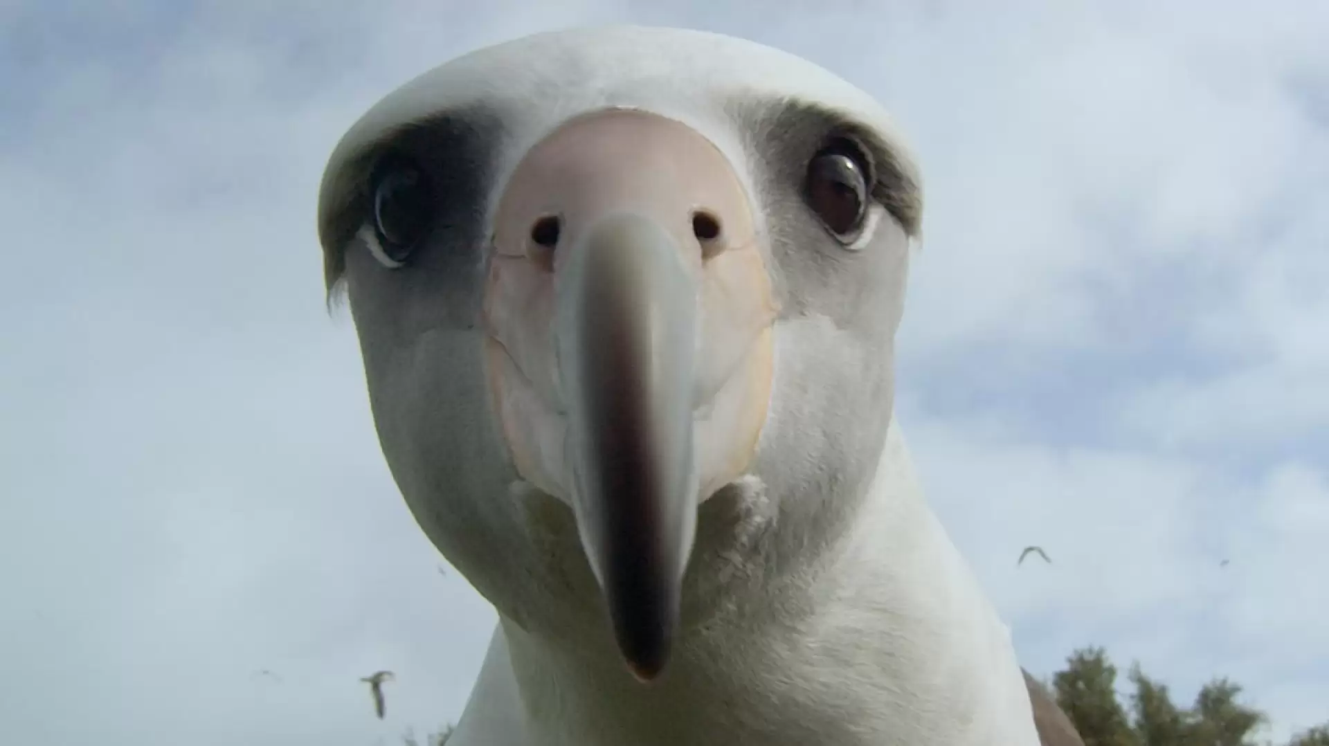 دانلود مستند Albatross 2017