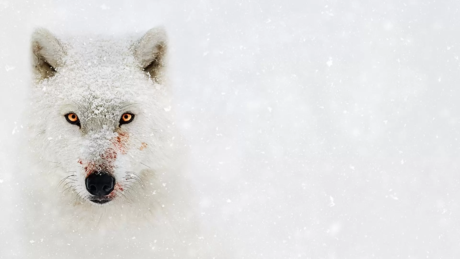 دانلود مستند Hostile Planet 2019