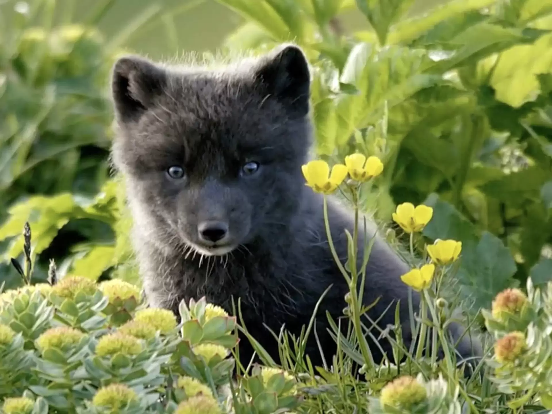 دانلود مستند Atlantic: A Year in the Wild 2020 (آتلانتیک: یک سال در حیات وحش)